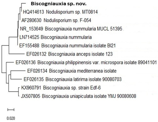 Microorganisms 08 01999 g004 550