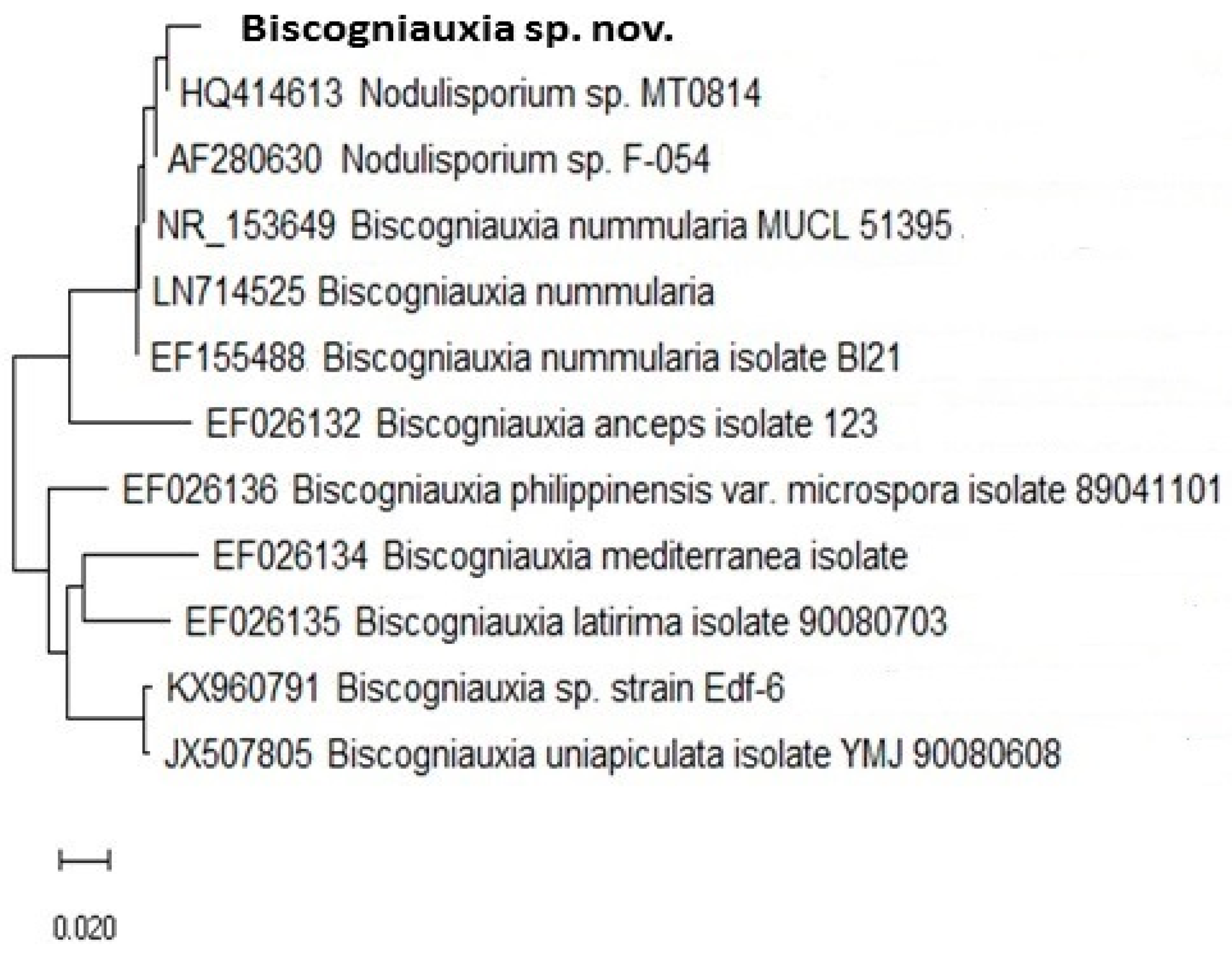 Microorganisms 08 01999 g004