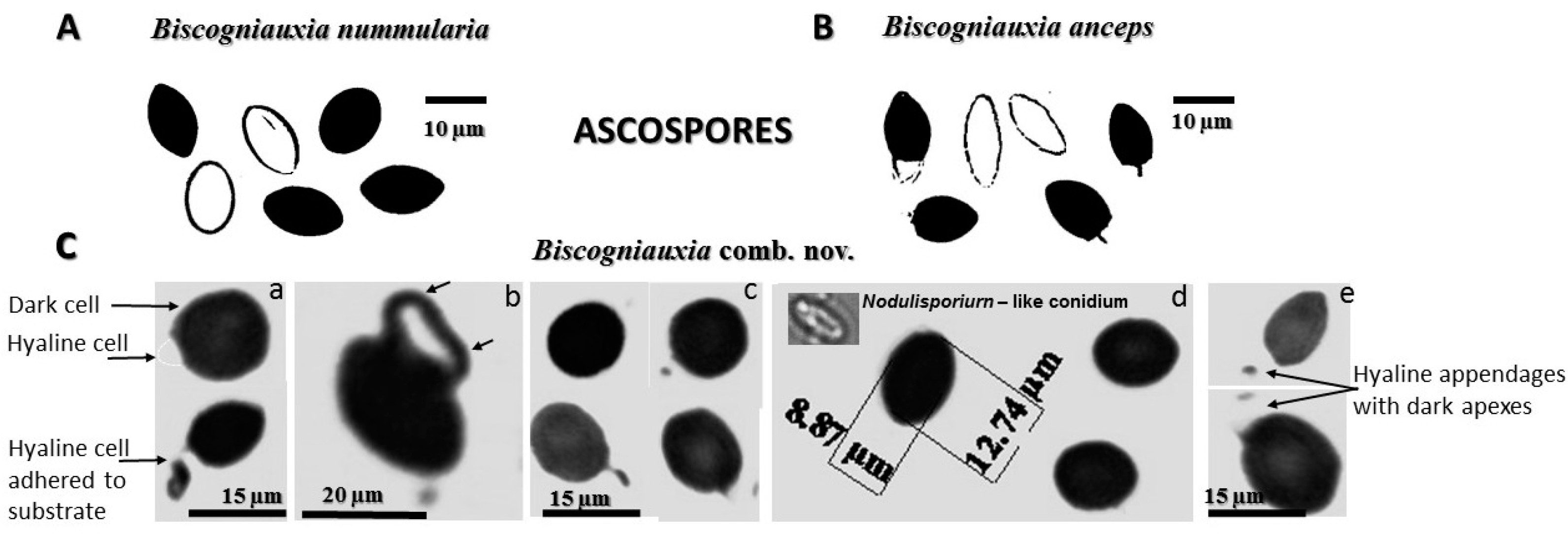 Microorganisms 08 01999 g005