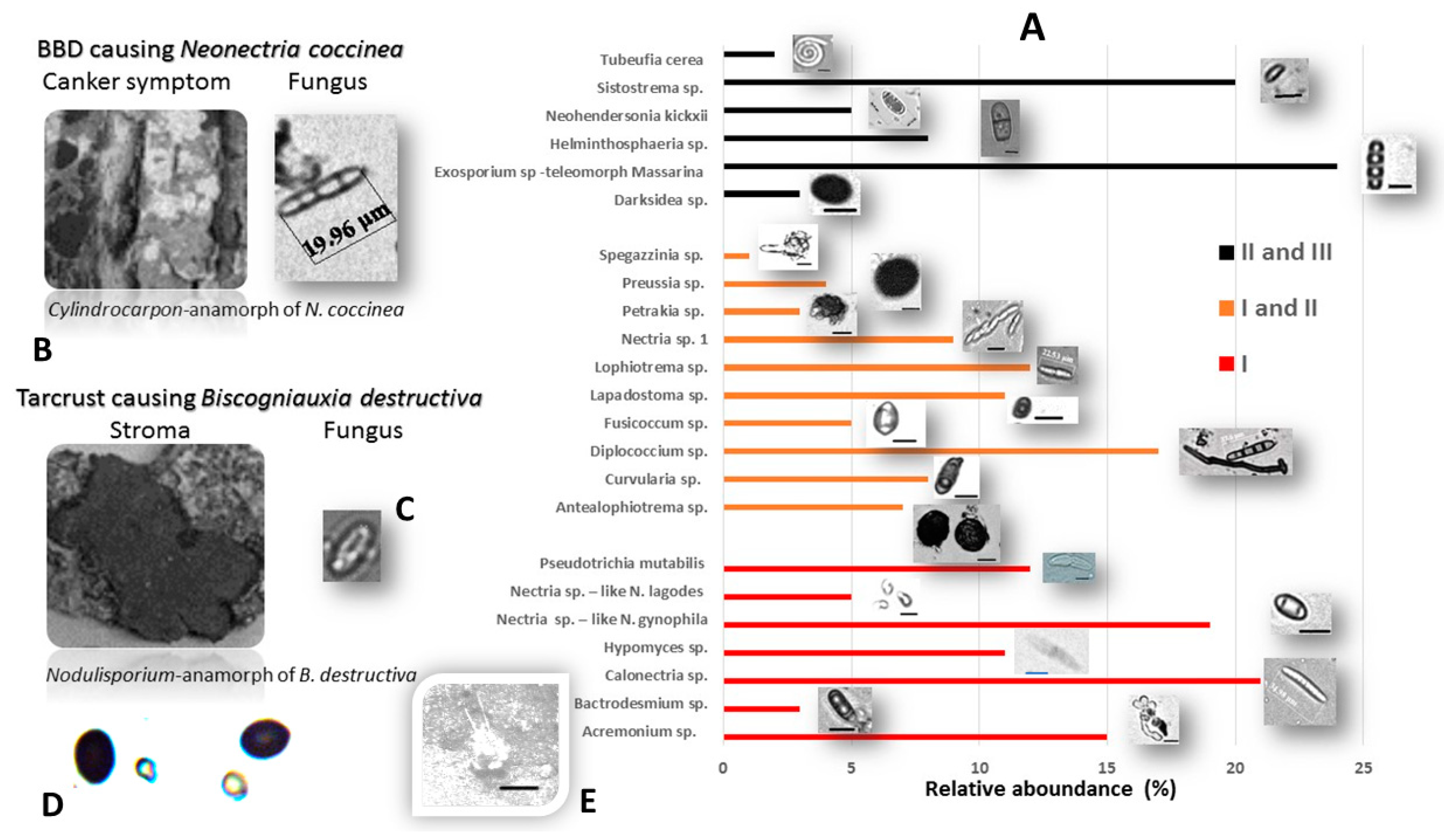 Microorganisms 08 01999 g006