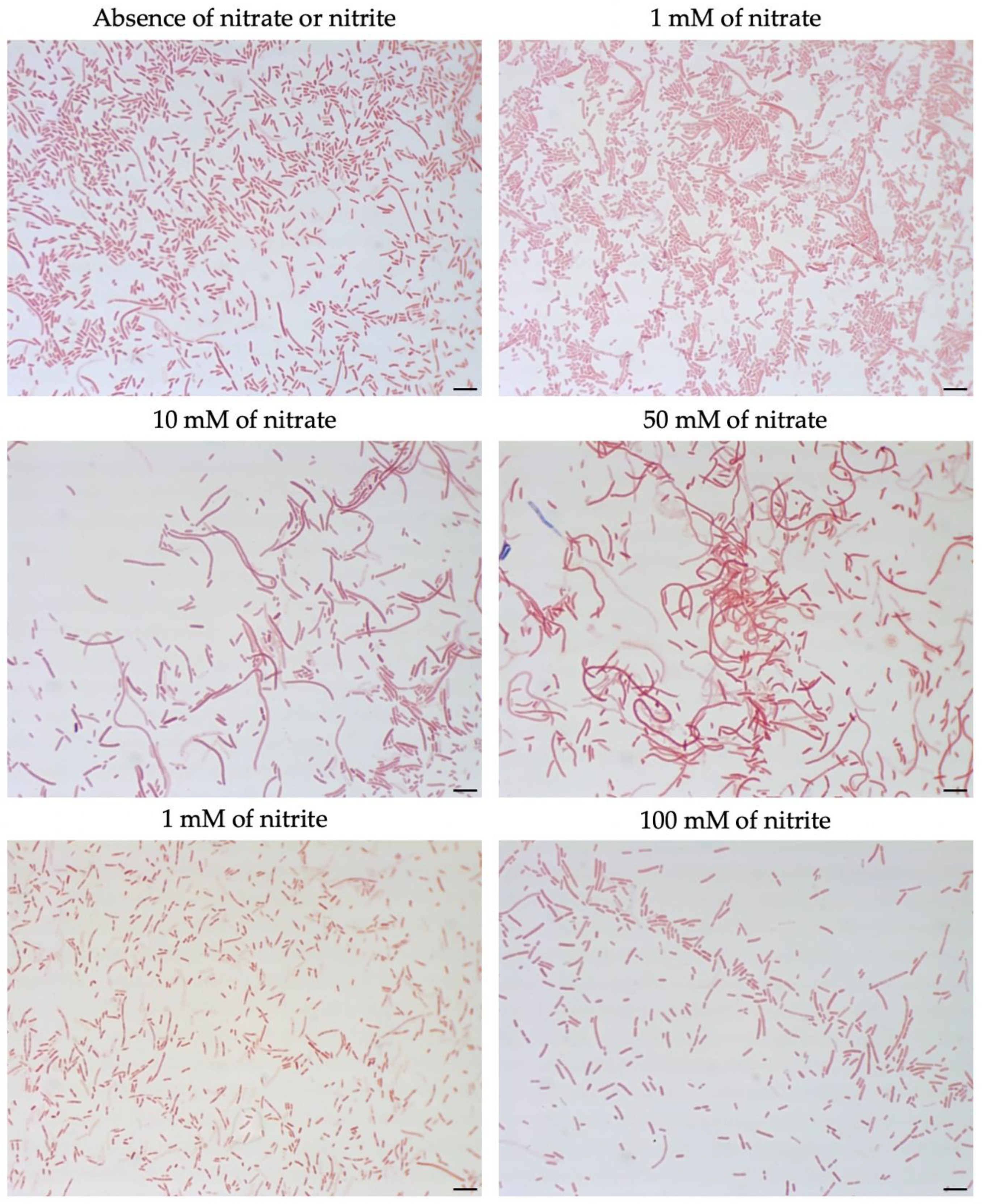 Microorganisms 08 02003 g004