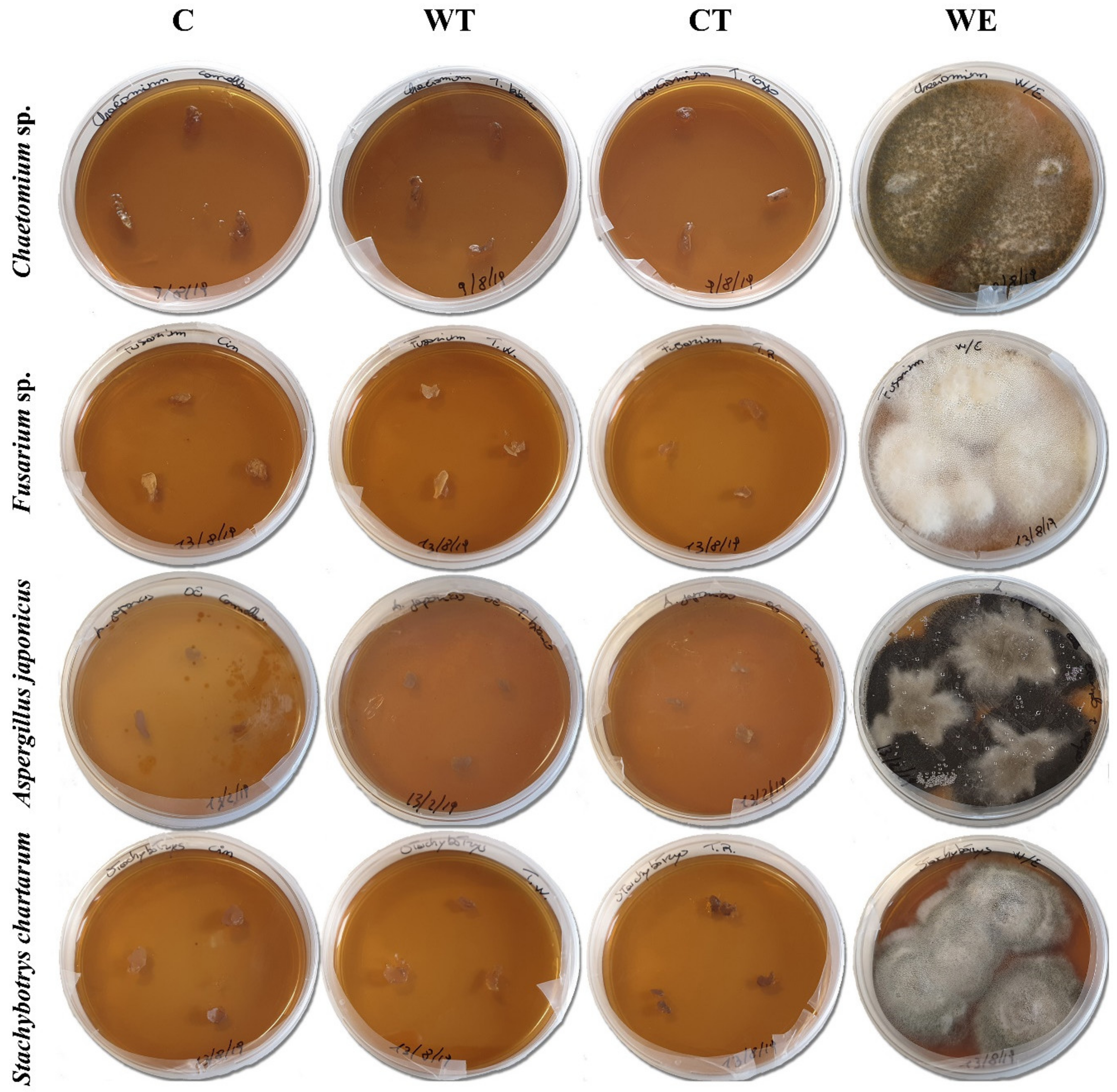 Microorganisms 08 02015 g001