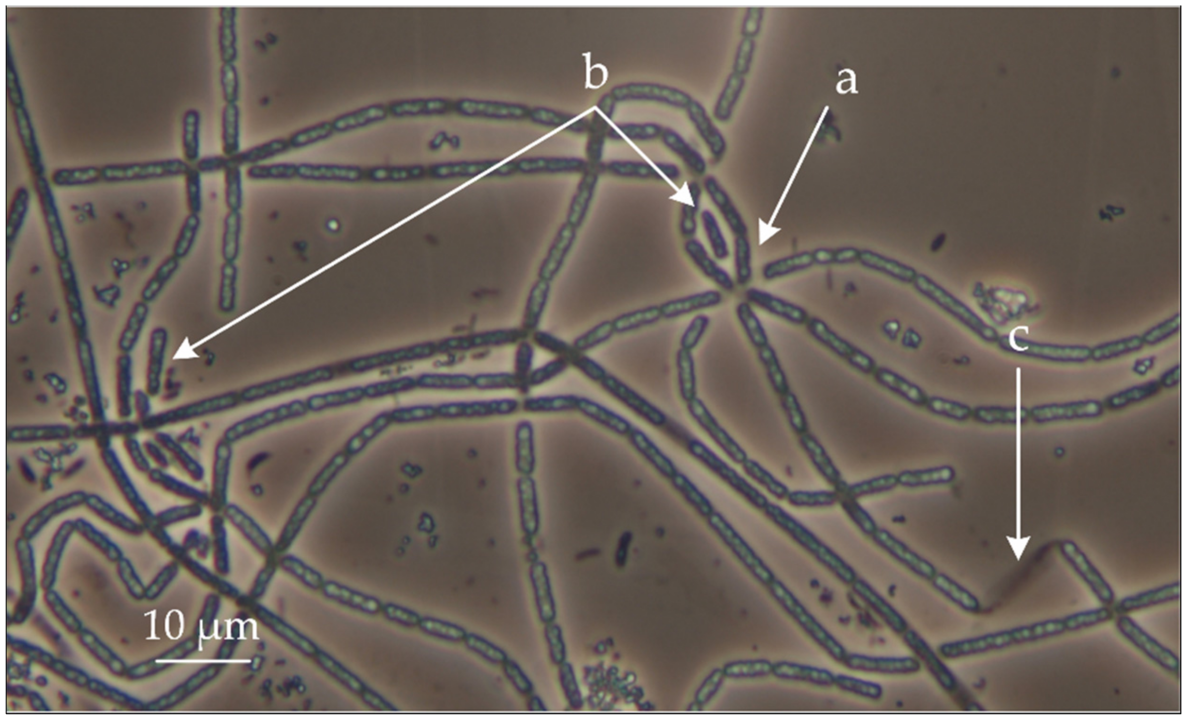 Microorganisms 08 02030 g001 Microorganisms 08 02030 g001