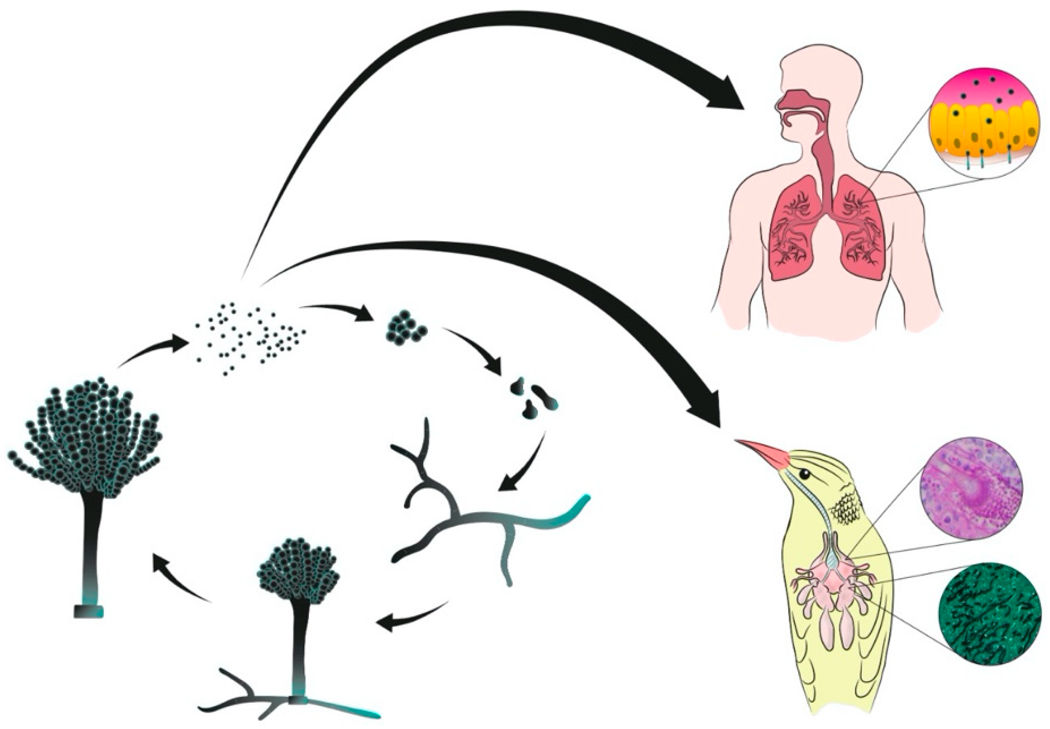 Microorganisms | Free Full-Text | Aspergillosis, Avian Species and the One  Health Perspective: The Possible Importance of Birds in Azole Resistance