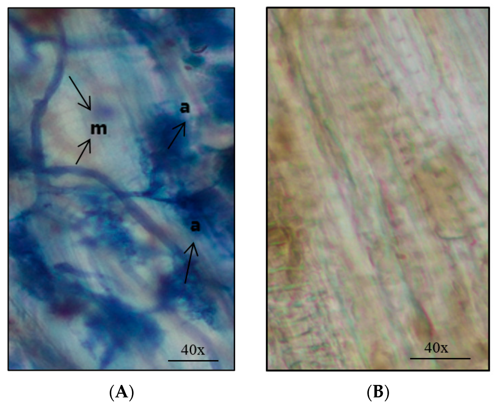 Microorganisms 08 02038 g004 Microorganisms 08 02038 g004