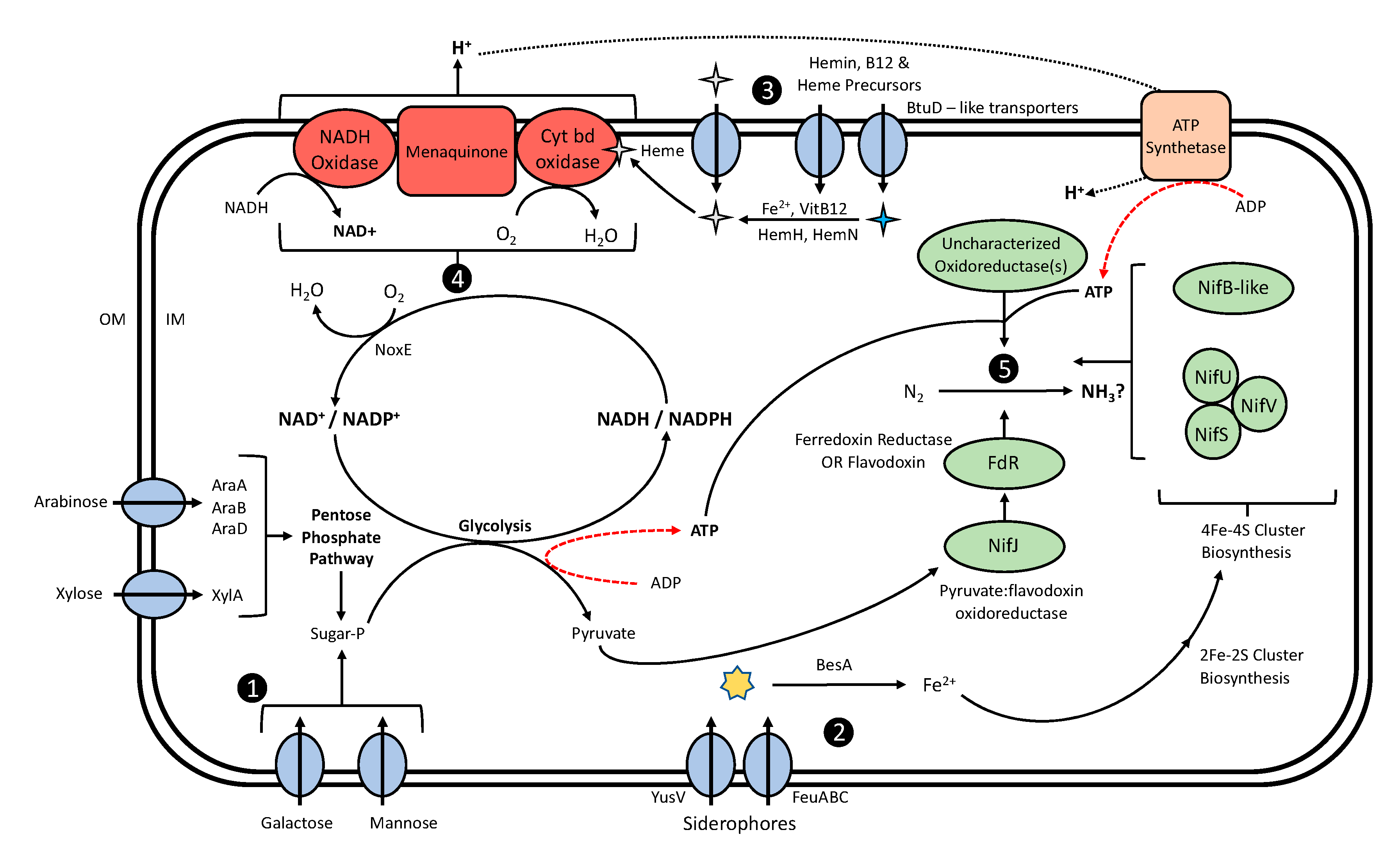 Microorganisms 08 02043 g004 Microorganisms 08 02043 g004