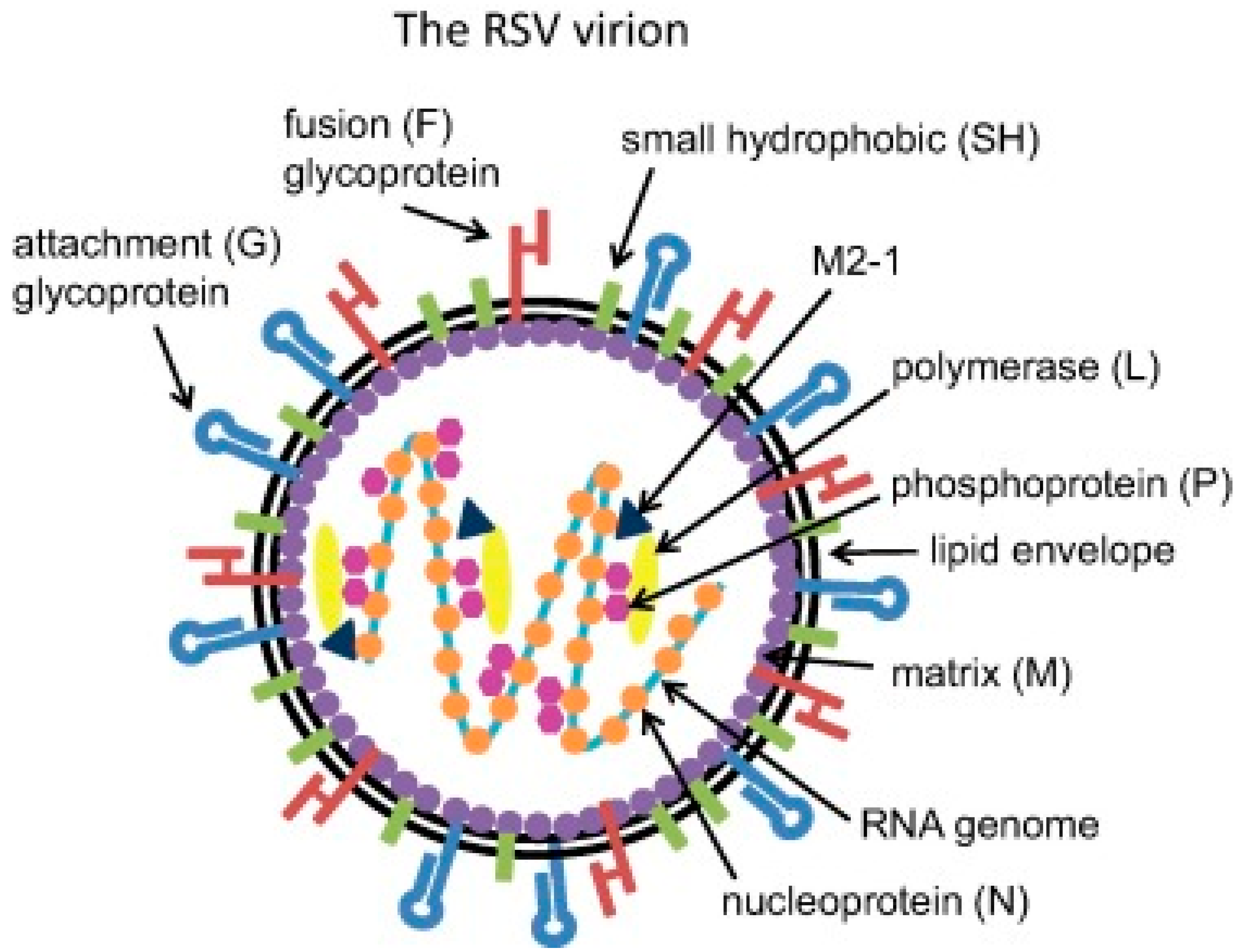 Syncytial virus