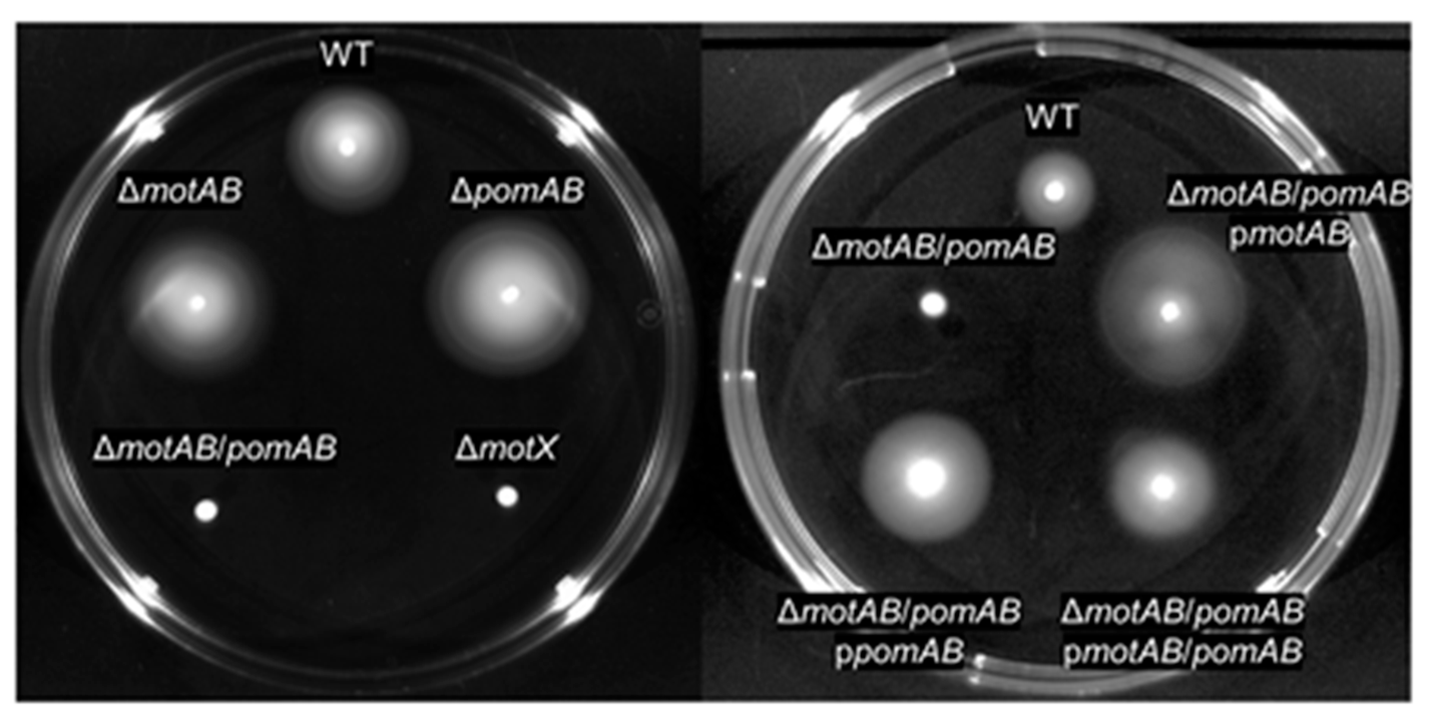 Microorganisms 09 00010 g001 Microorganisms 09 00010 g001