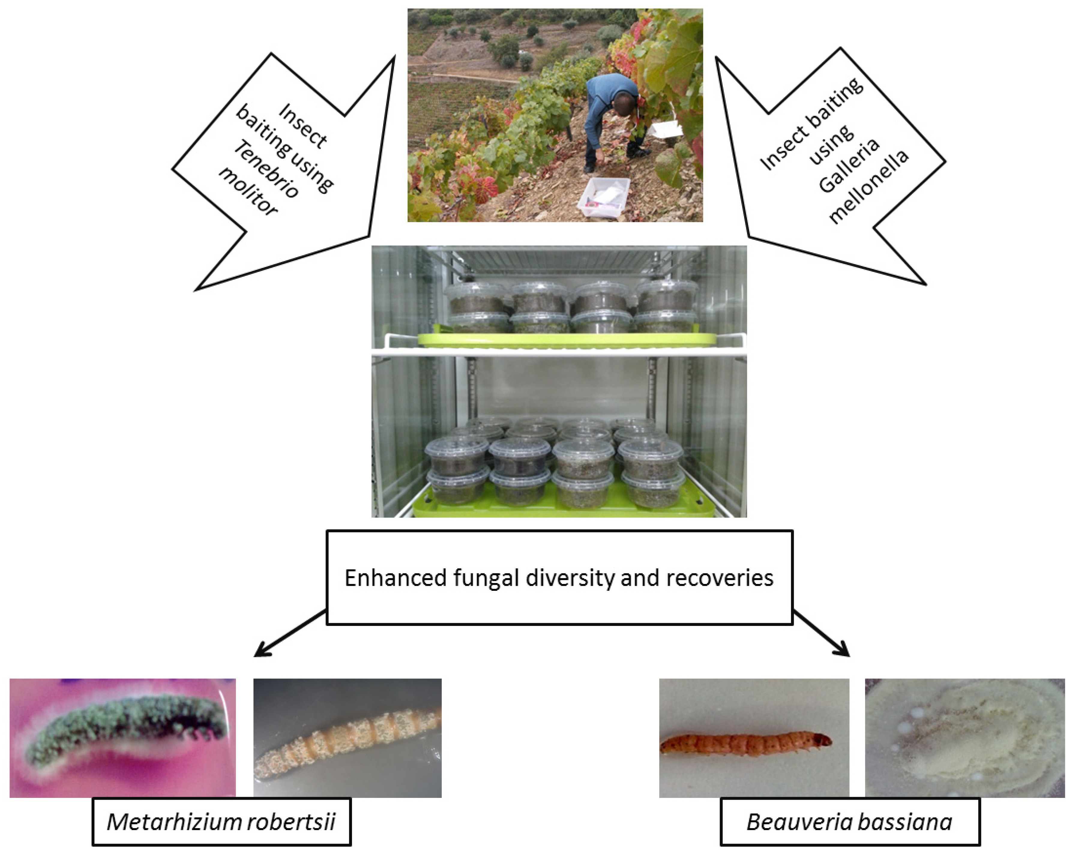 Microorganisms 09 00016 g002