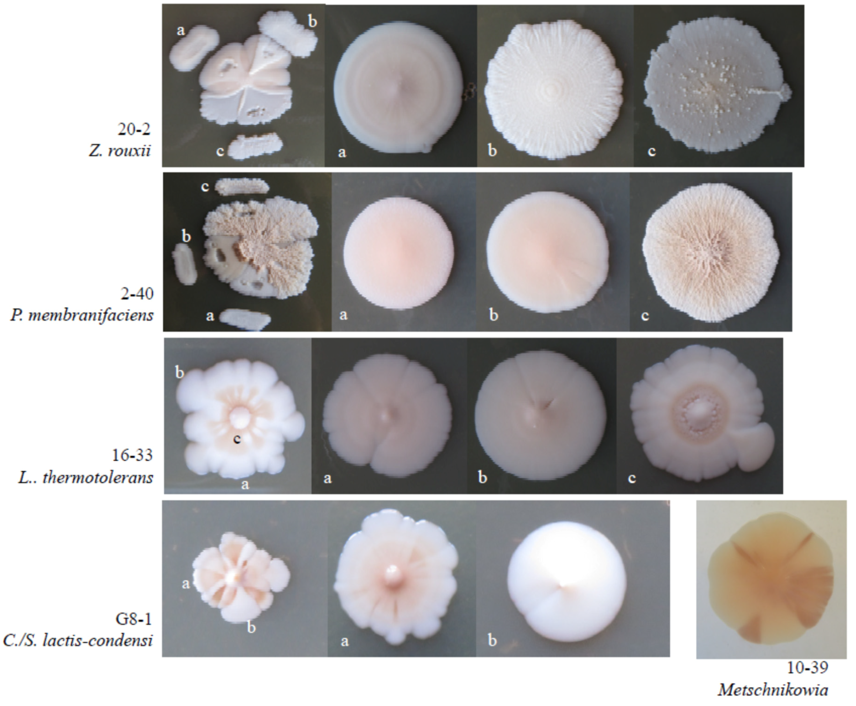 Microorganisms 09 00019 g005 Microorganisms 09 00019 g005