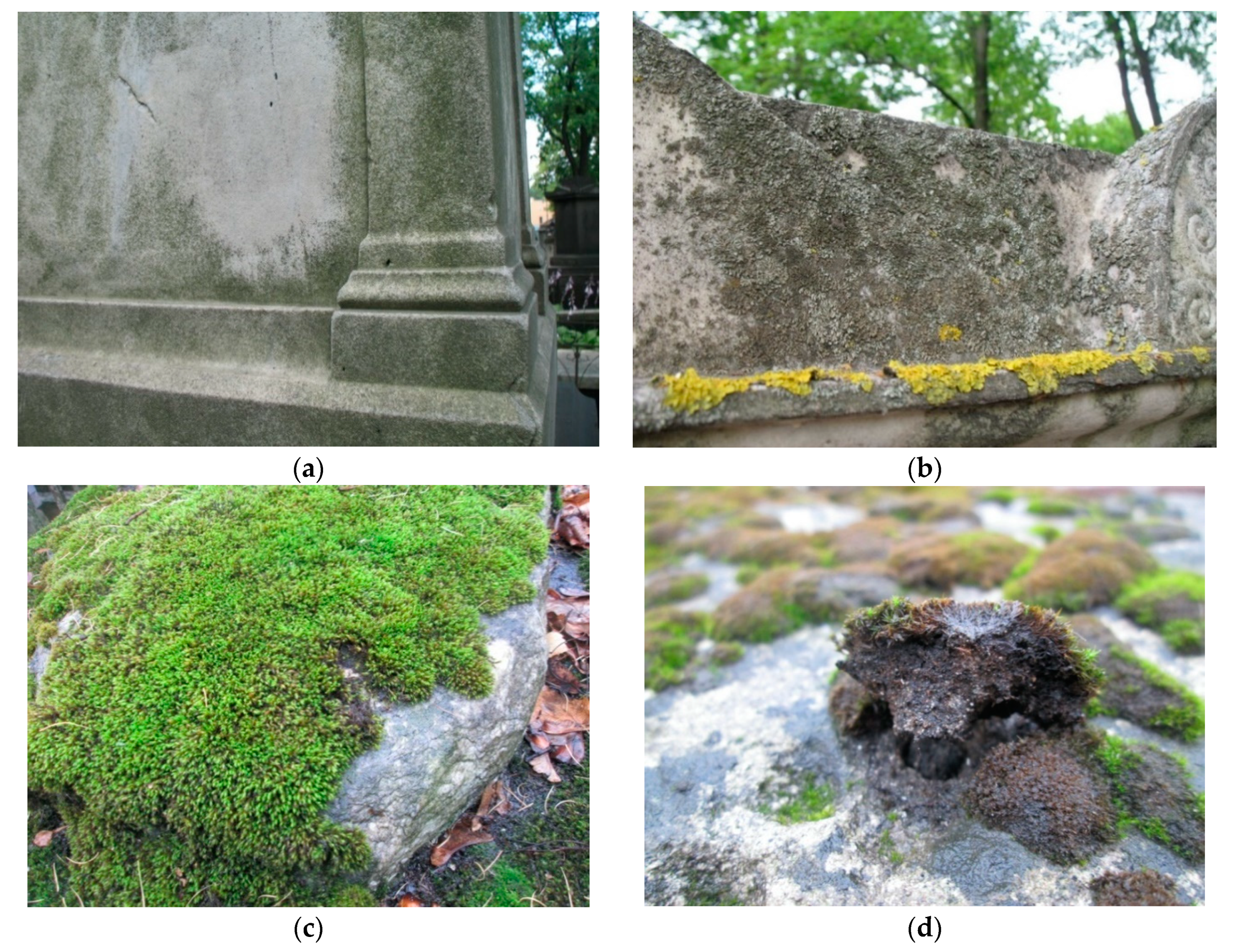 Microorganisms 09 00036 g001 Microorganisms 09 00036 g001