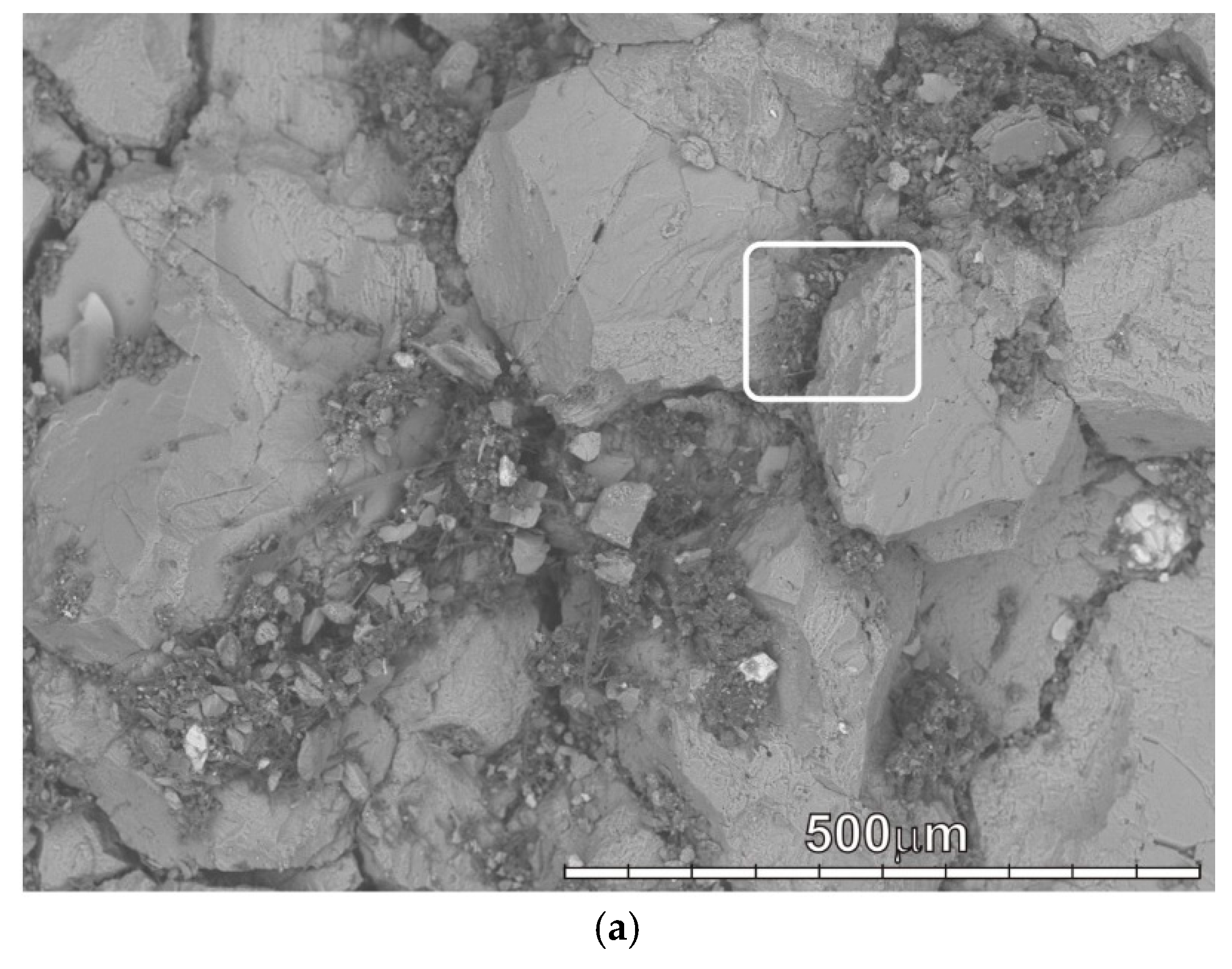 Microorganisms 09 00036 g002a Microorganisms 09 00036 g002a