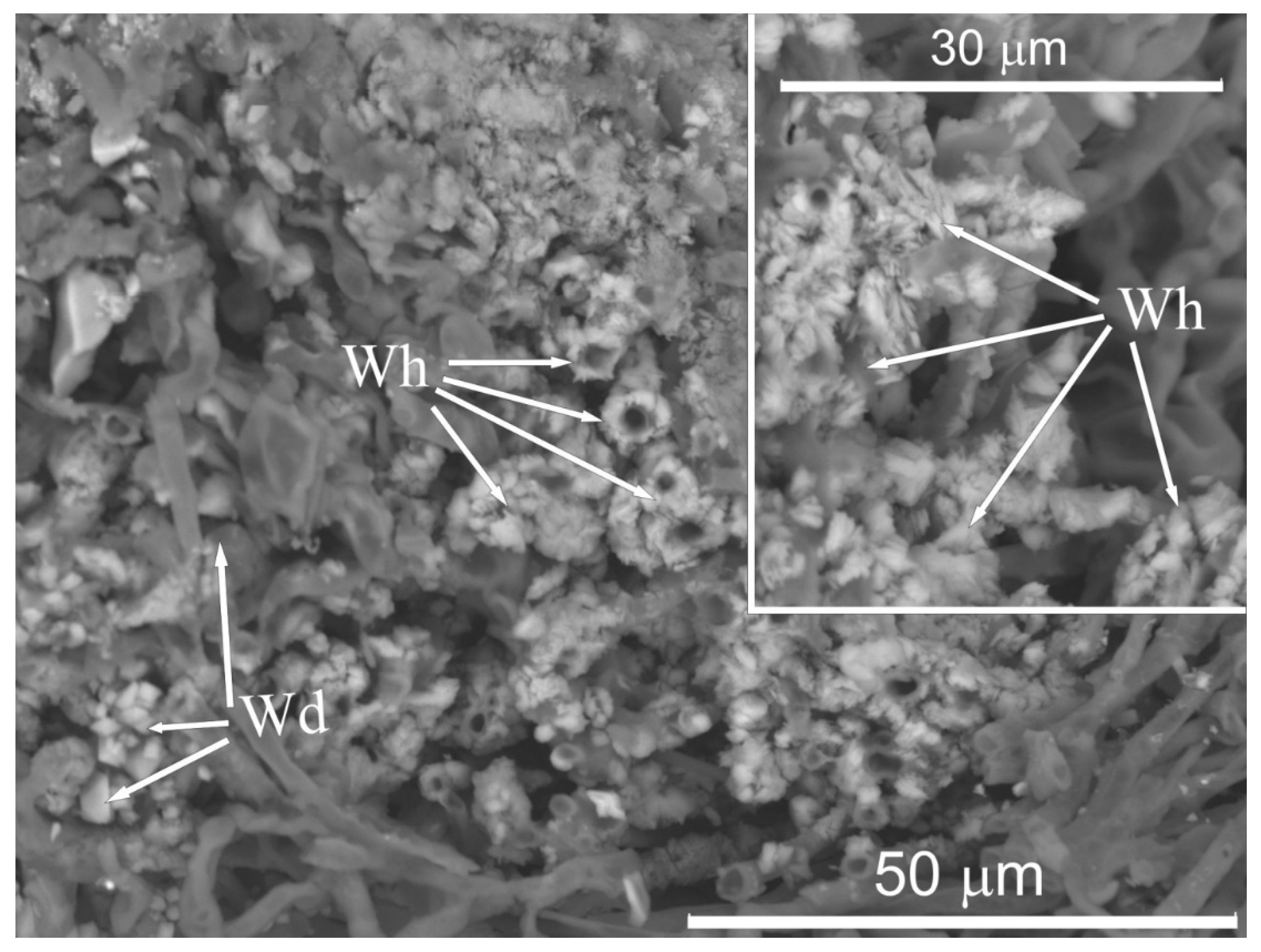 Microorganisms 09 00036 g011 Microorganisms 09 00036 g011