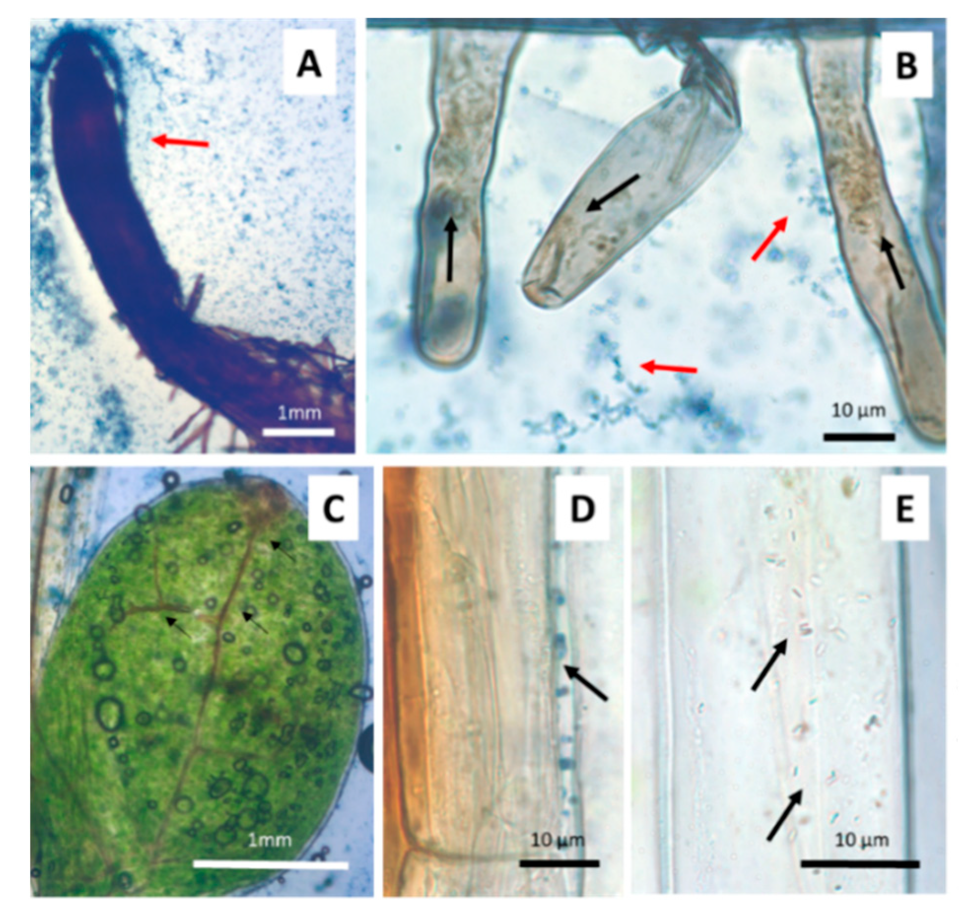 Microorganisms 09 00045 g003 Microorganisms 09 00045 g003