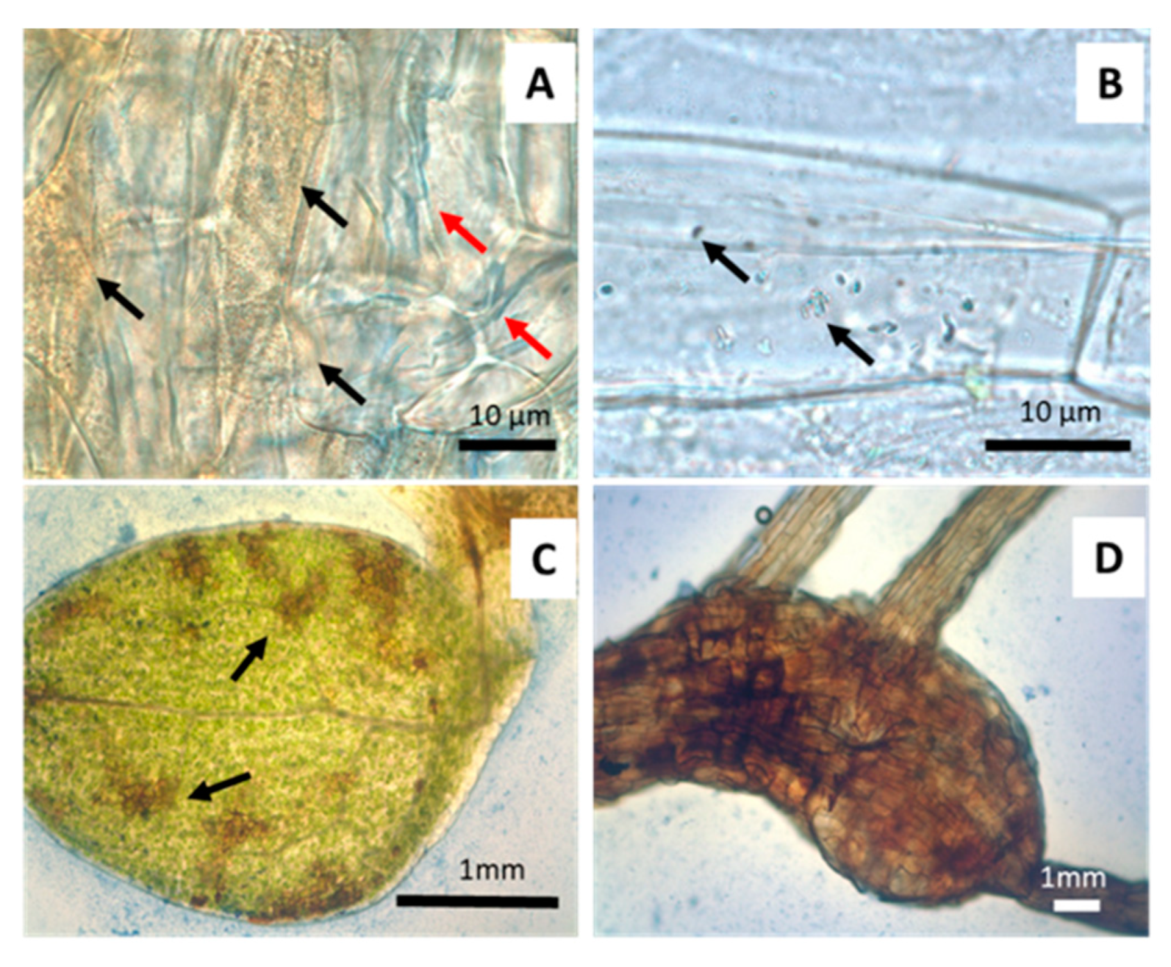 Microorganisms 09 00045 g004 Microorganisms 09 00045 g004