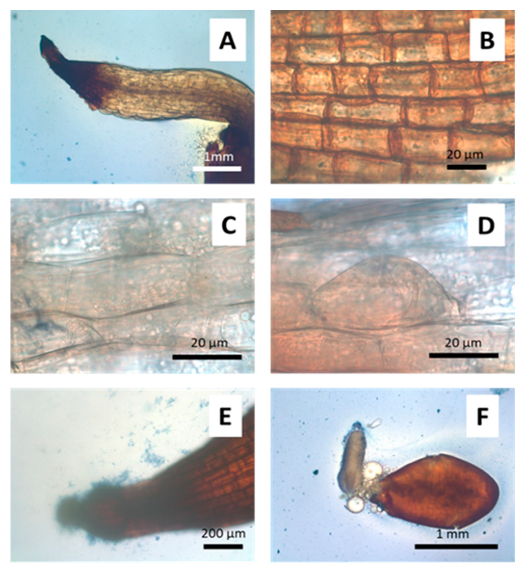 Microorganisms 09 00045 g006 Microorganisms 09 00045 g006