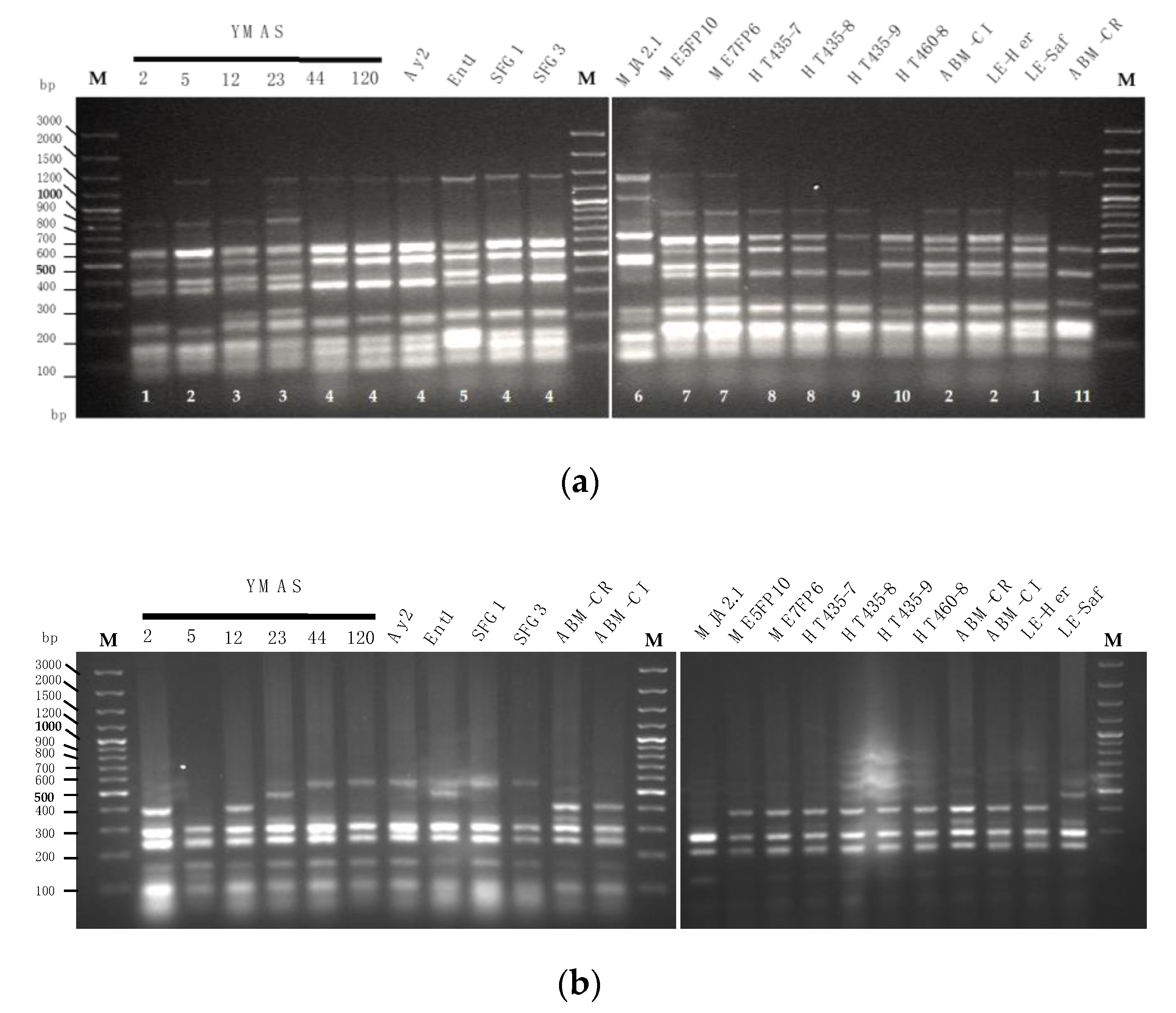 Microorganisms 09 00047 g003a Microorganisms 09 00047 g003a