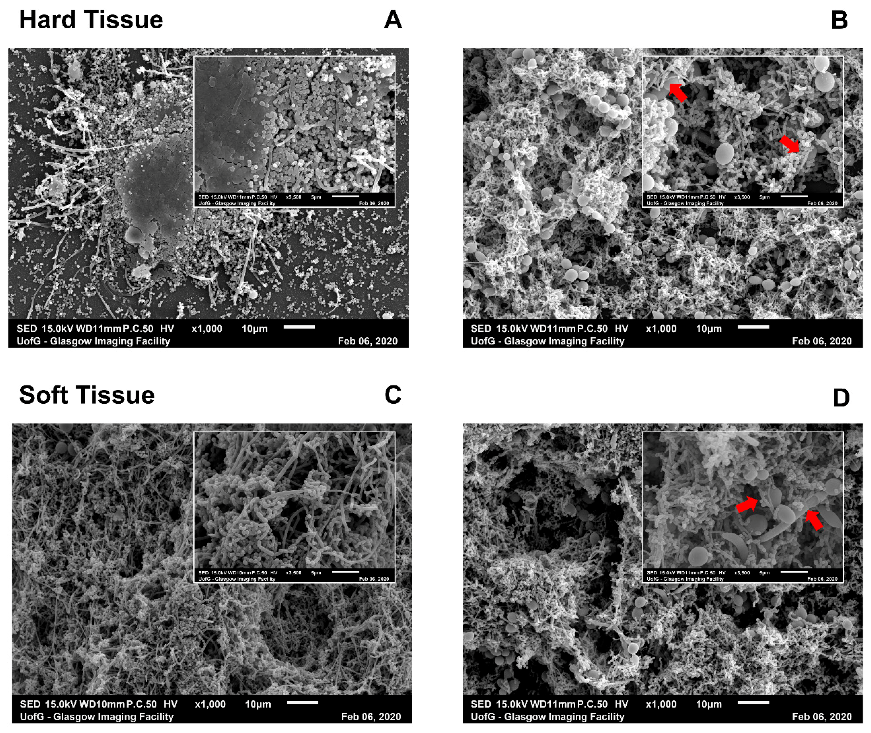Microorganisms 09 00059 g003