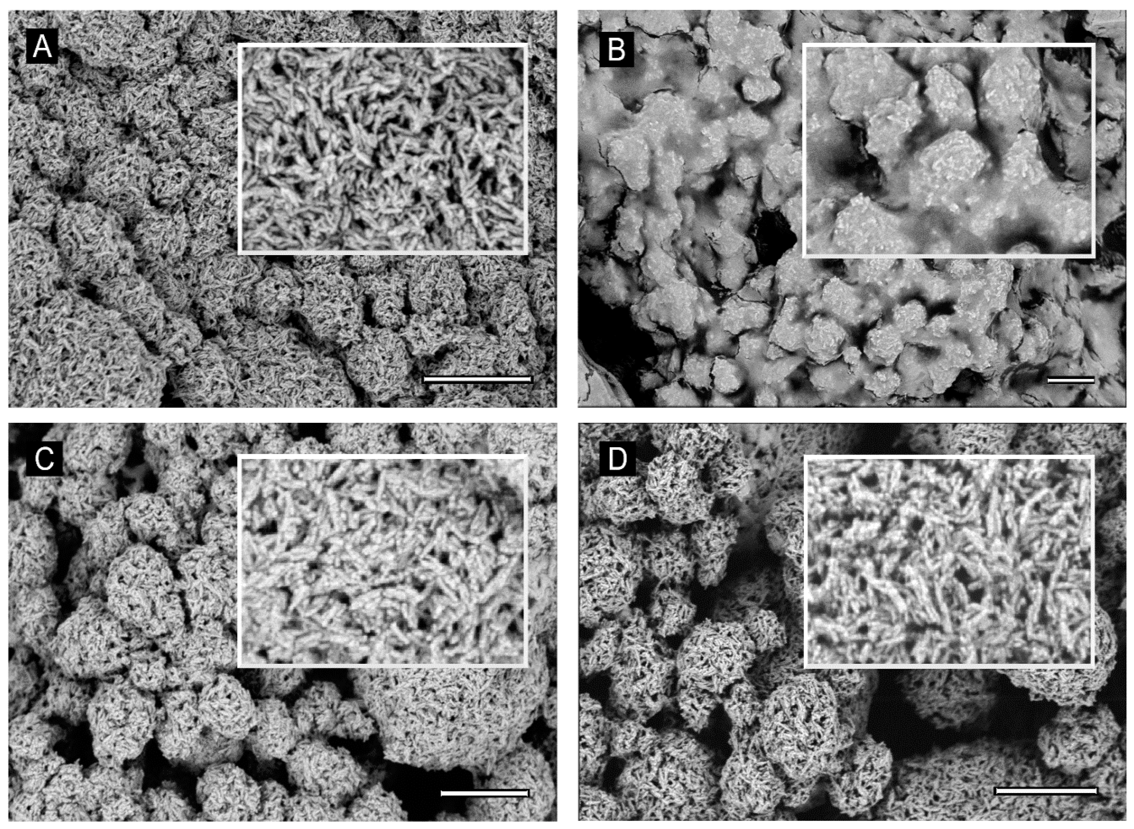 Microorganisms 09 00060 g004