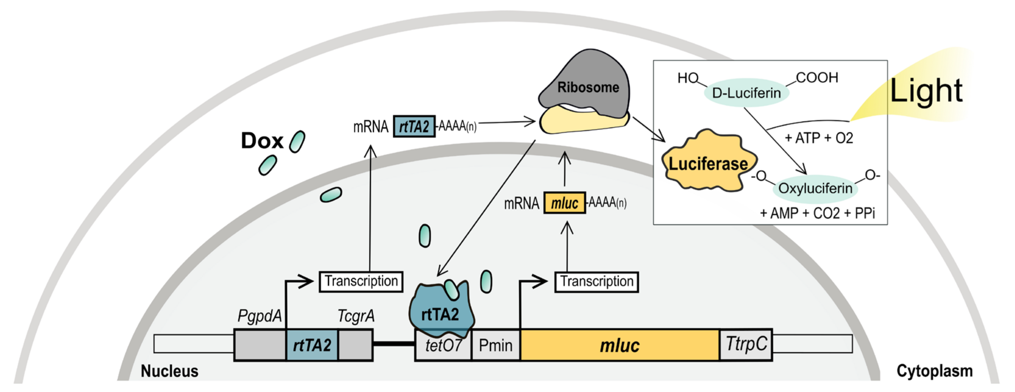 Microorganisms 09 00071 g001