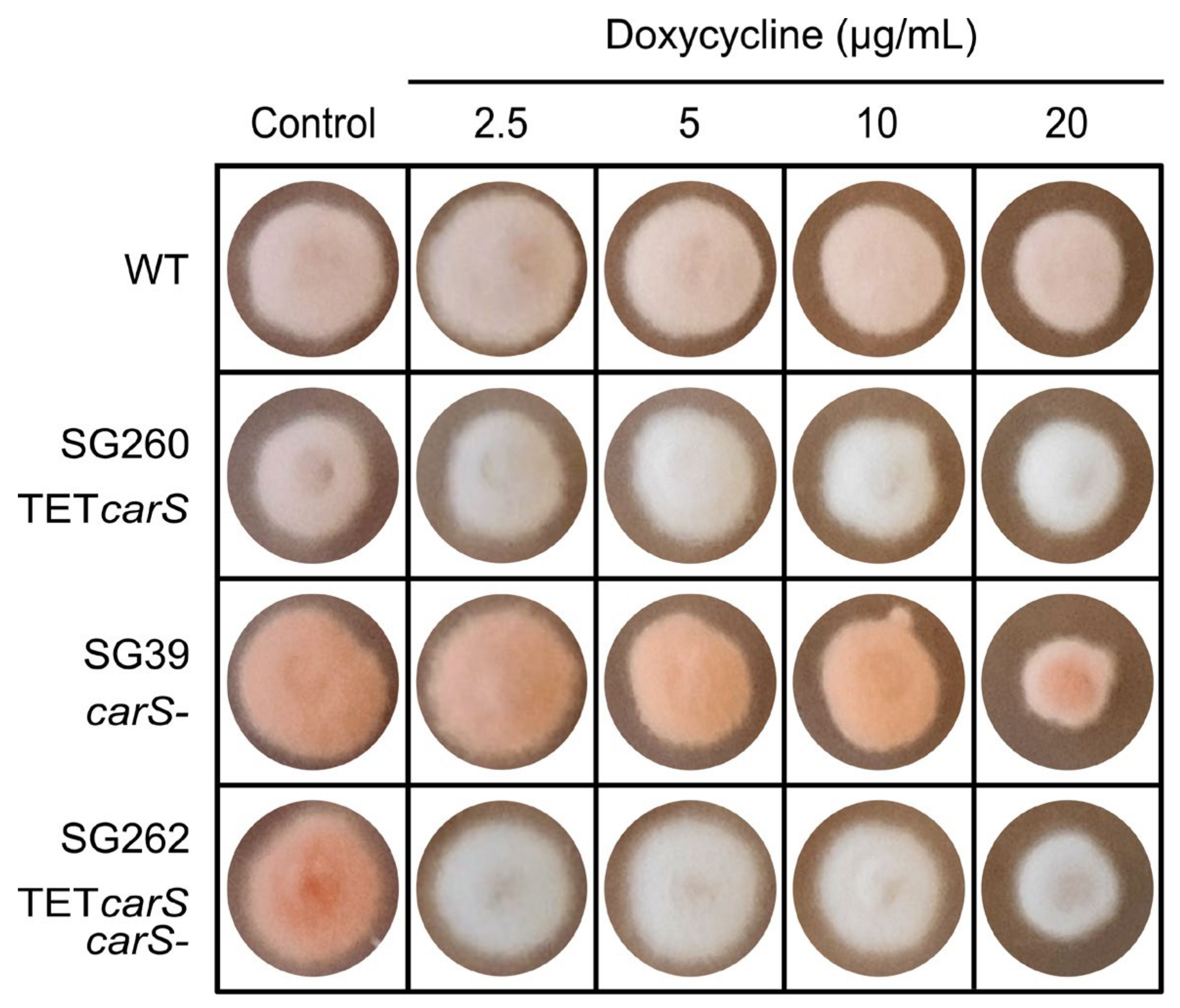 Microorganisms 09 00071 g005