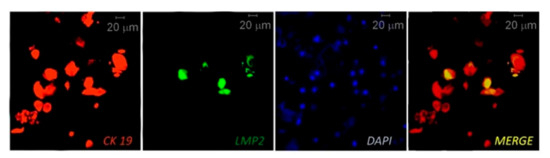 Microorganisms 09 00072 g002 550