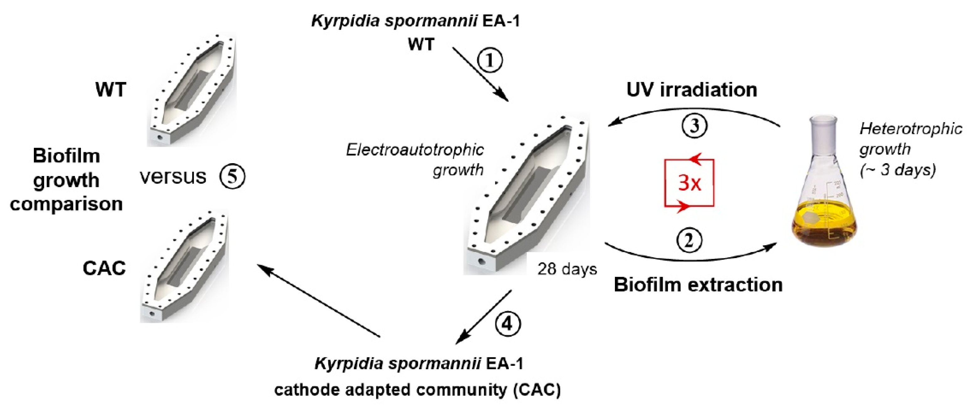 Microorganisms 09 00077 g001