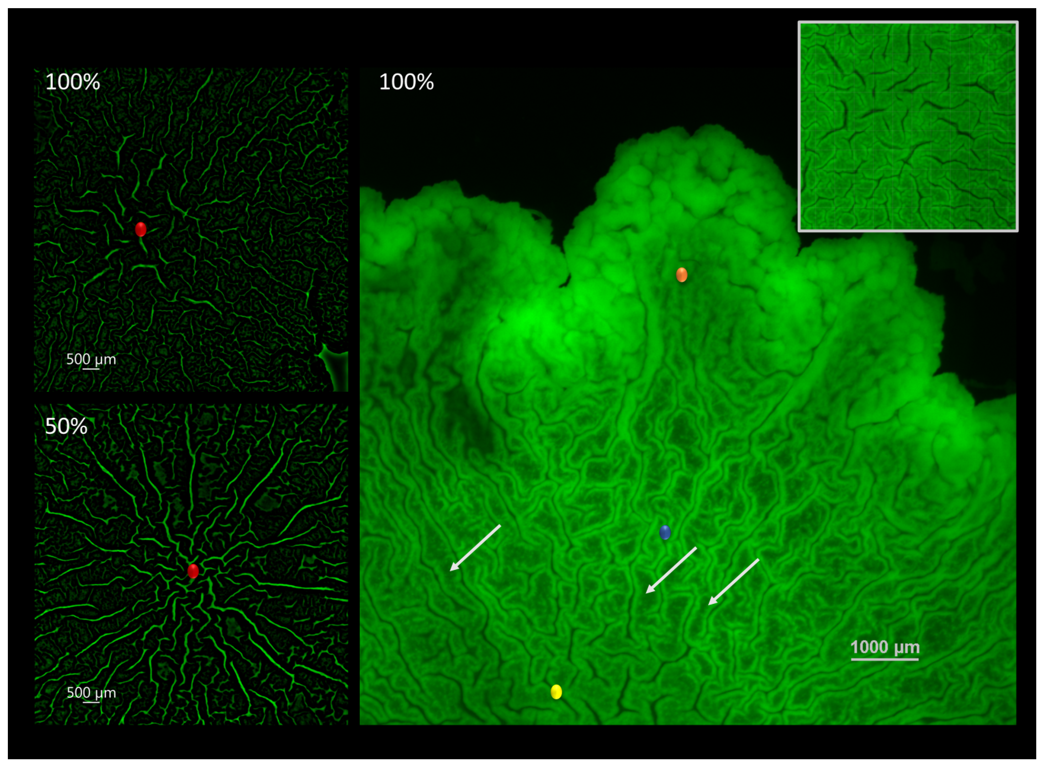 Microorganisms 09 00084 g001 Microorganisms 09 00084 g001