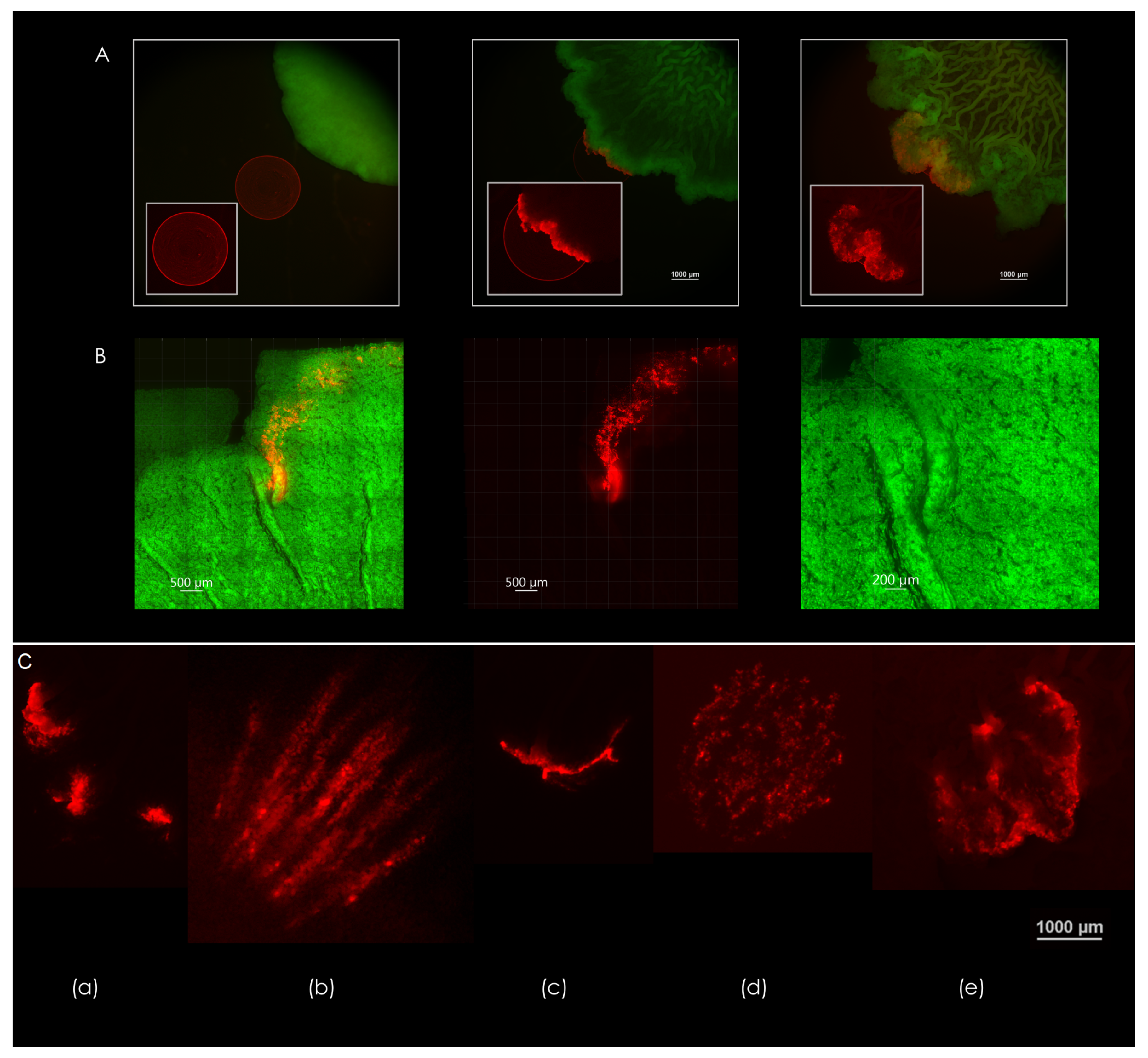 Microorganisms 09 00084 g004 Microorganisms 09 00084 g004
