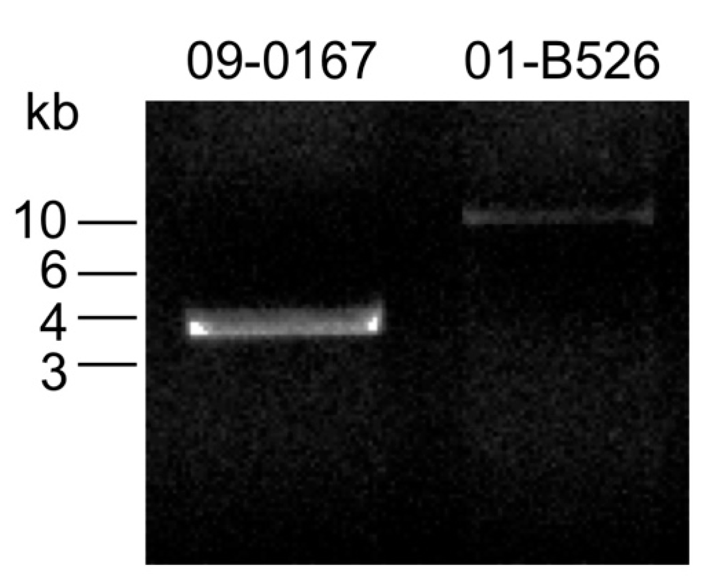 Microorganisms 09 00085 g004