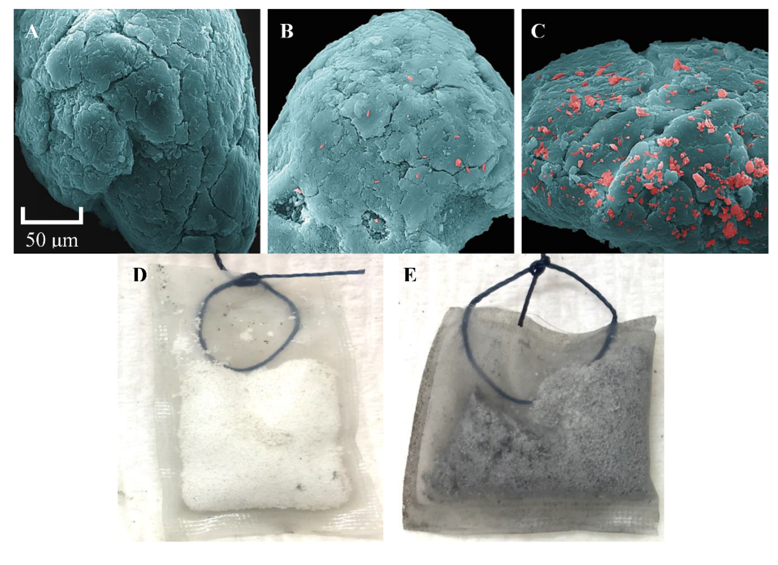 Microorganisms 09 00090 g006 Microorganisms 09 00090 g006