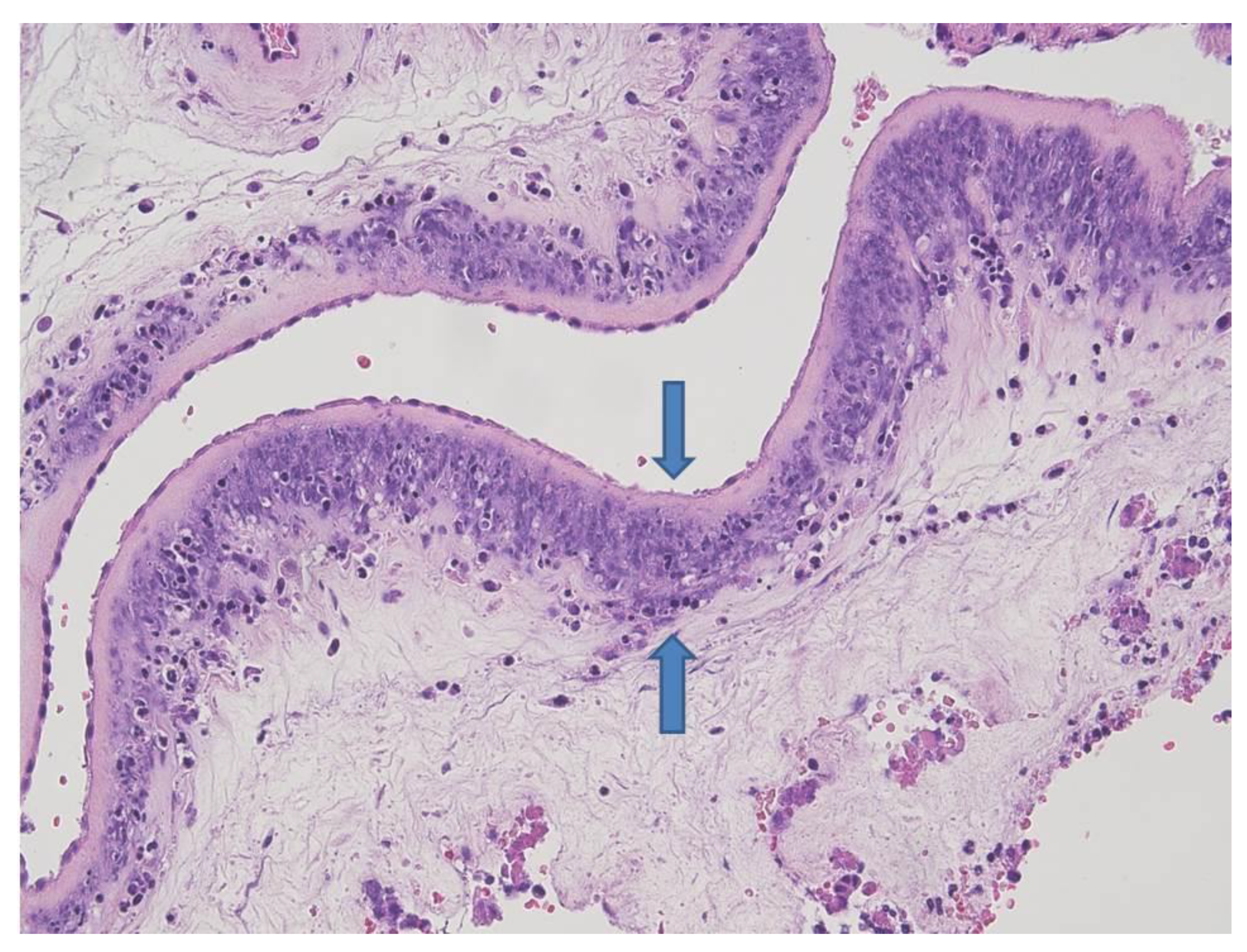 Microorganisms 09 00096 g004