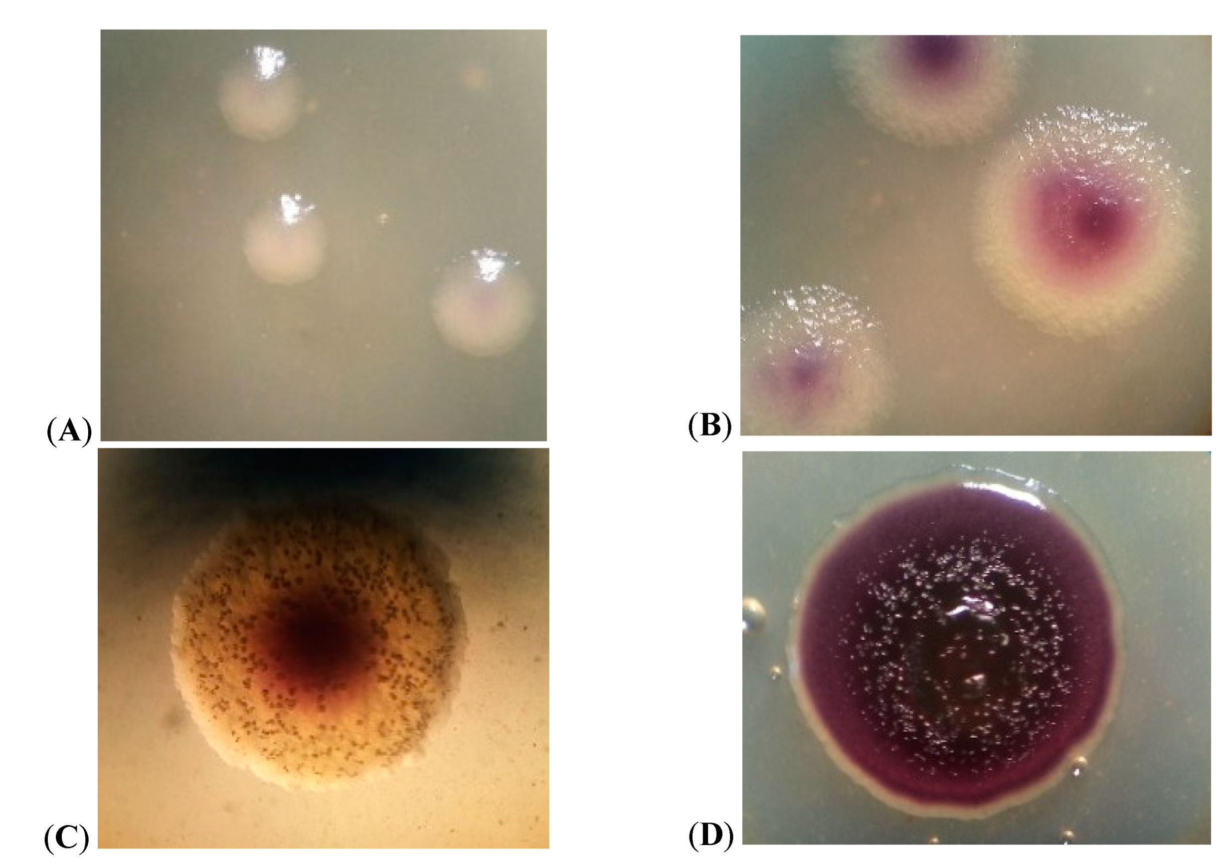 Microorganisms 09 00102 g002 Microorganisms 09 00102 g002