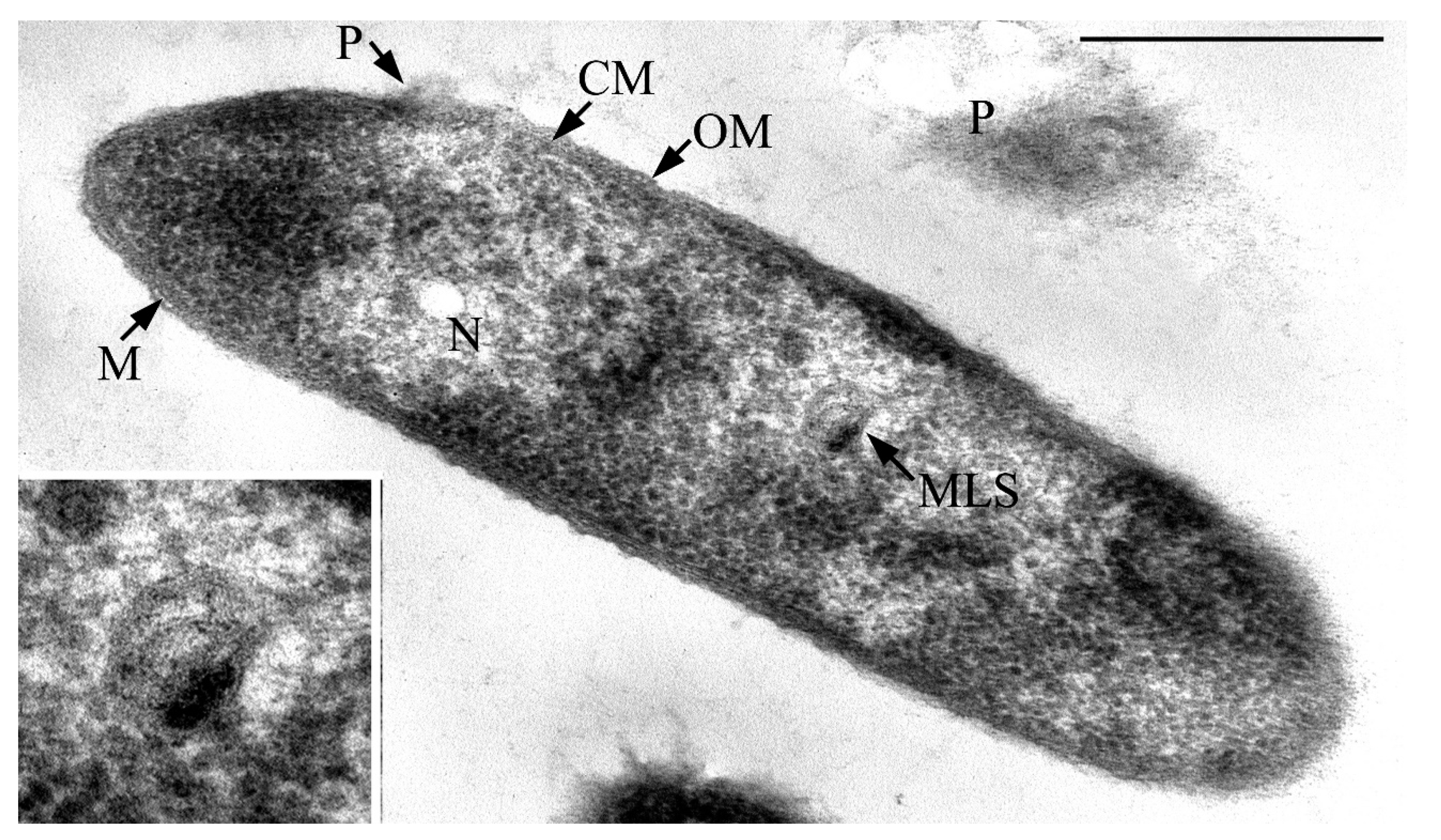 Microorganisms 09 00102 g004 Microorganisms 09 00102 g004