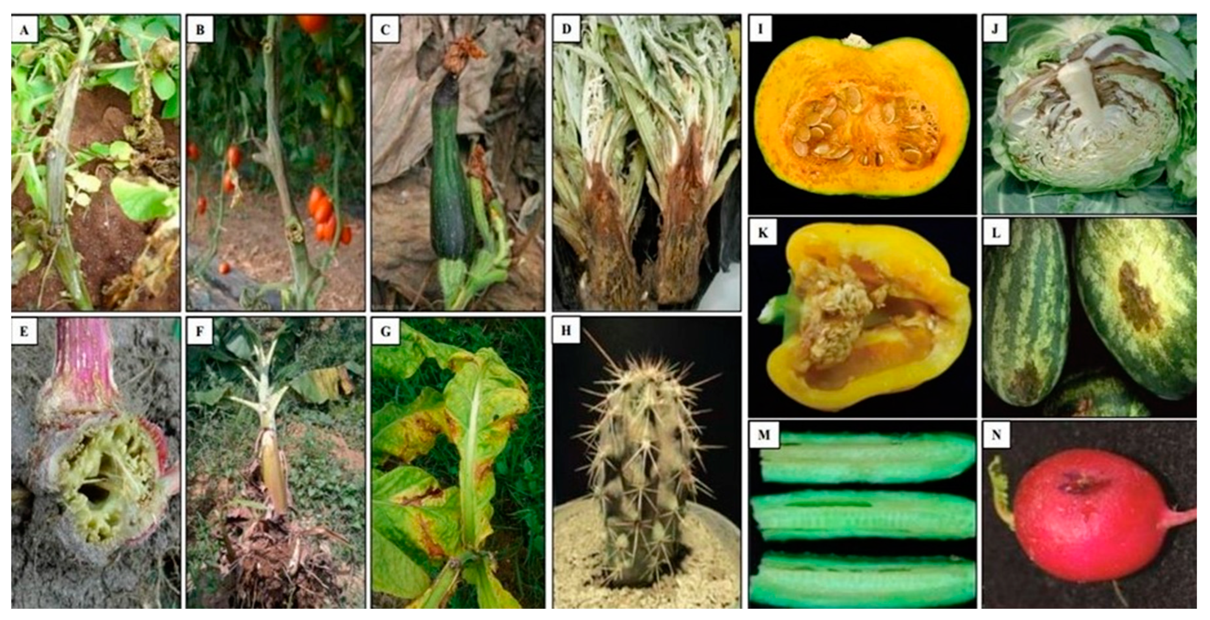 Microorganisms 09 00106 g003