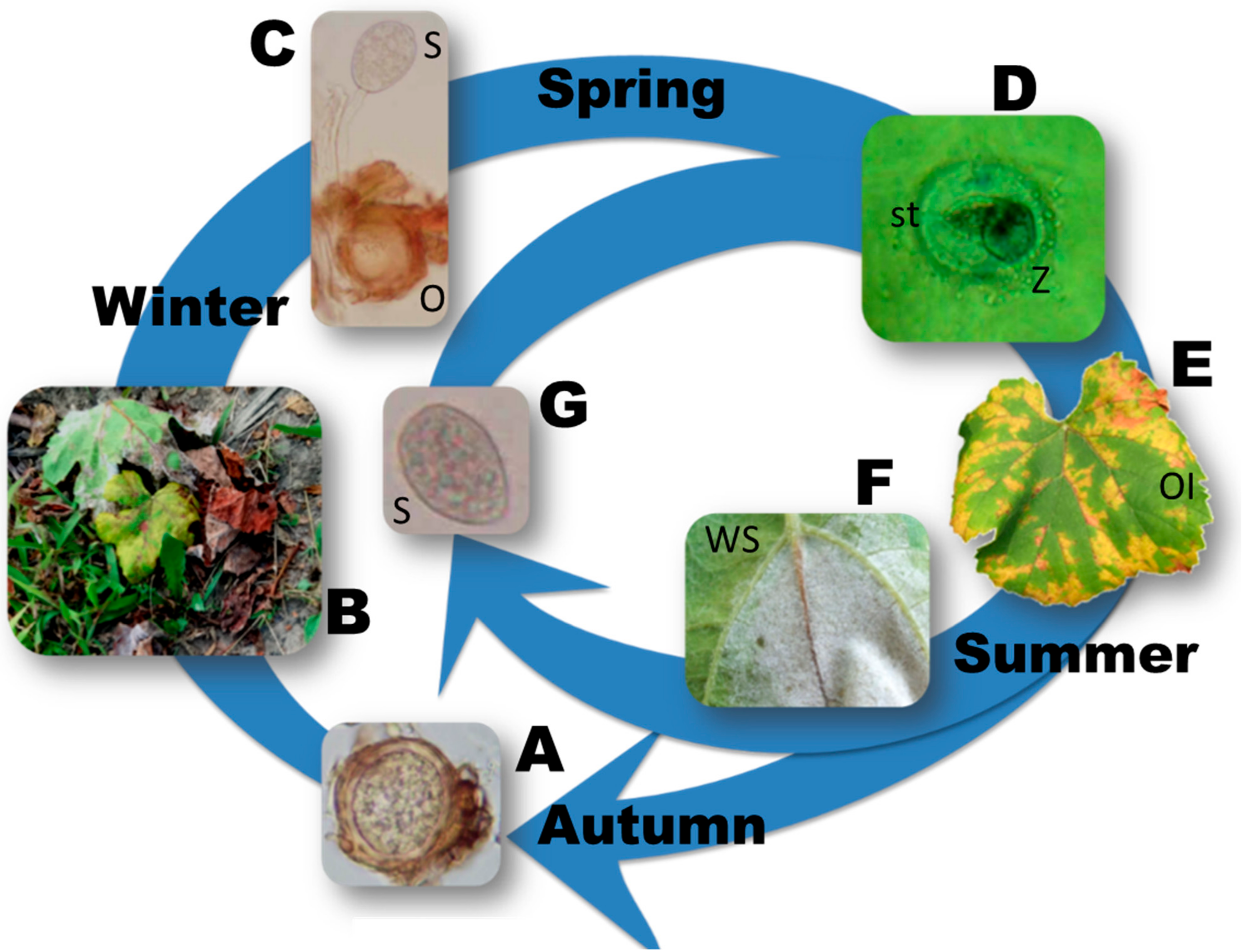Microorganisms 09 00119 g001 Microorganisms 09 00119 g001