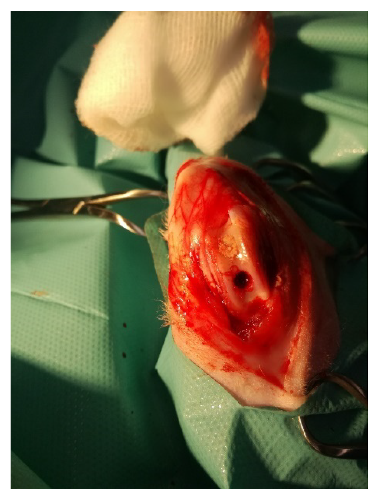 Microorganisms 09 00124 g001