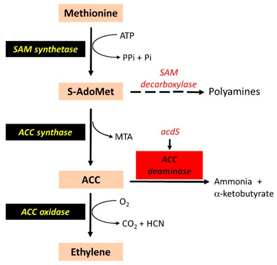 Free FullText Molecular Biology in the Improvement