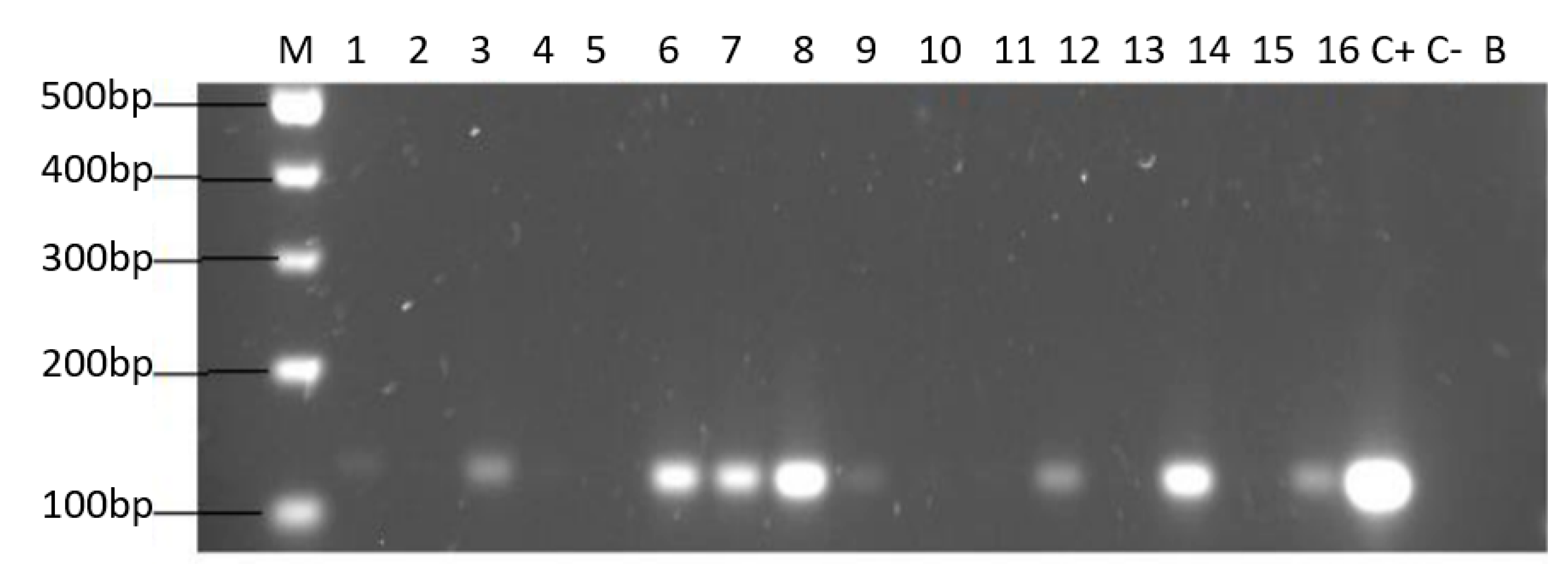 Microorganisms 09 00131 g005