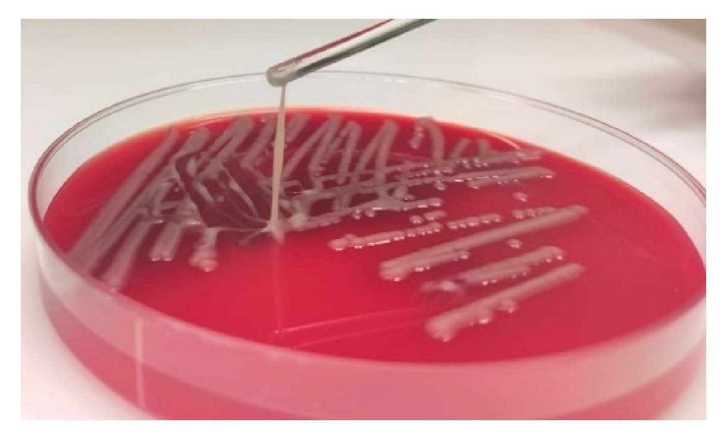 Microorganisms 09 00133 g001 Microorganisms 09 00133 g001