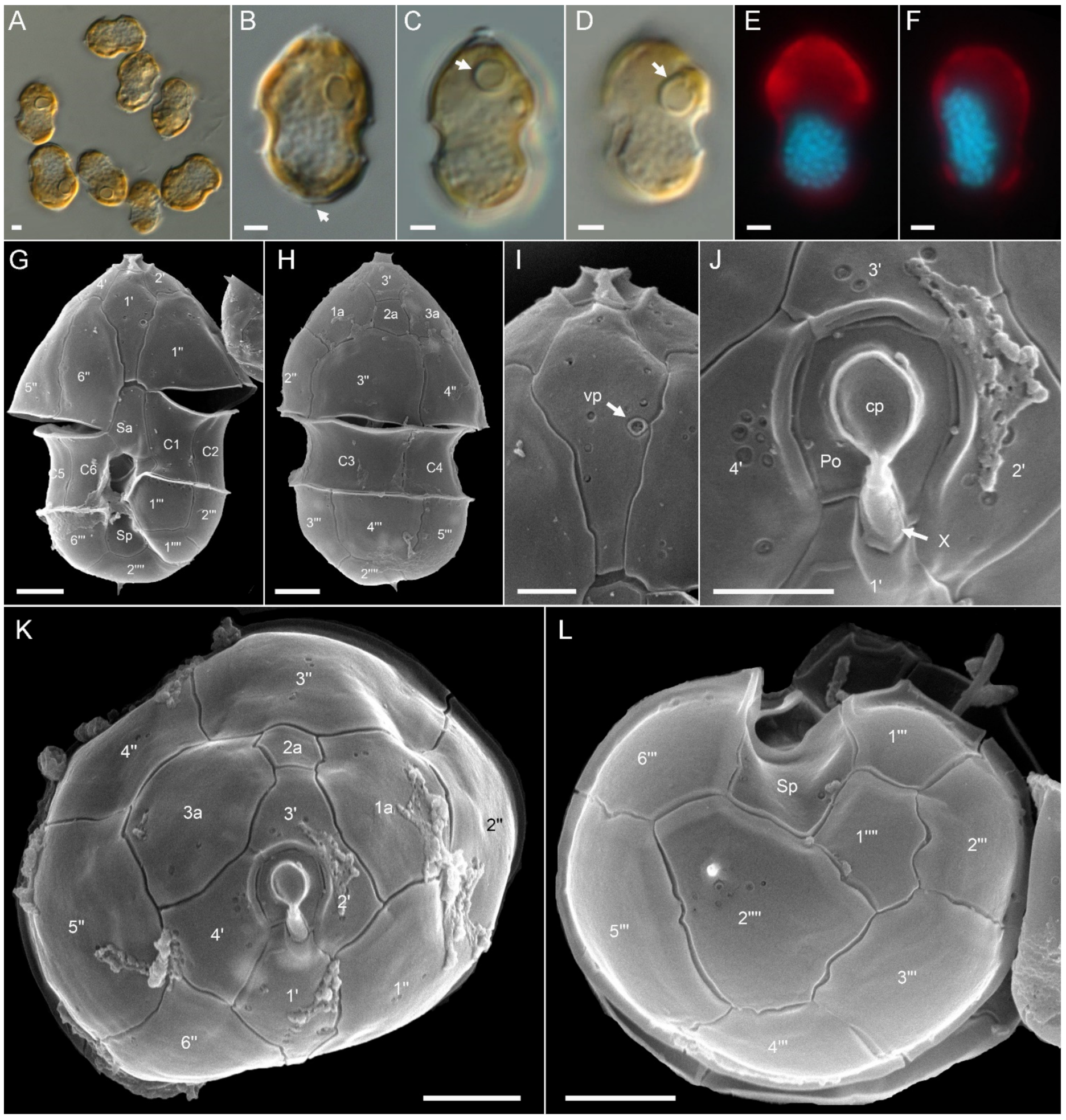 Microorganisms 09 00134 g003 Microorganisms 09 00134 g003