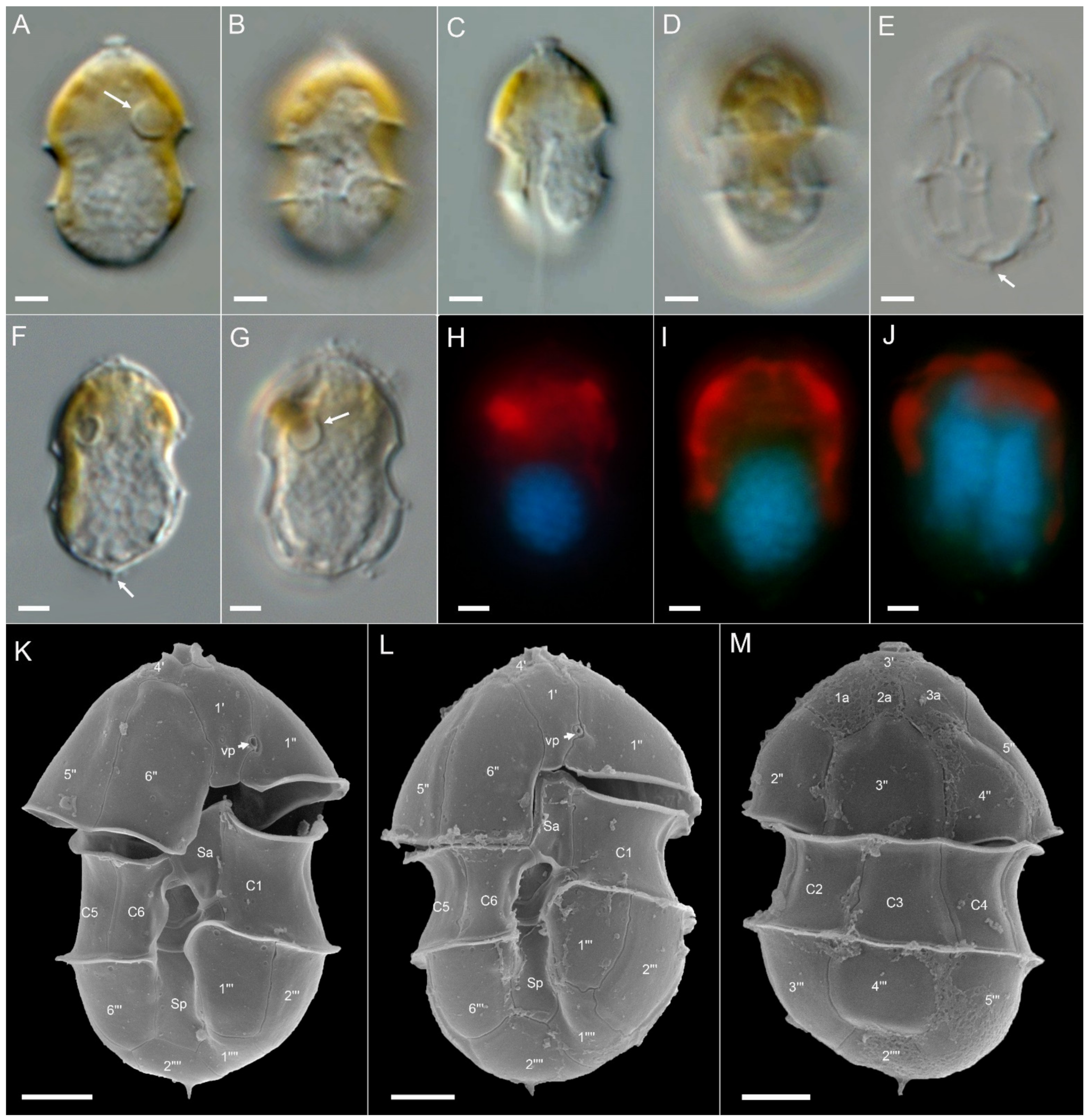 Microorganisms 09 00134 g006 Microorganisms 09 00134 g006
