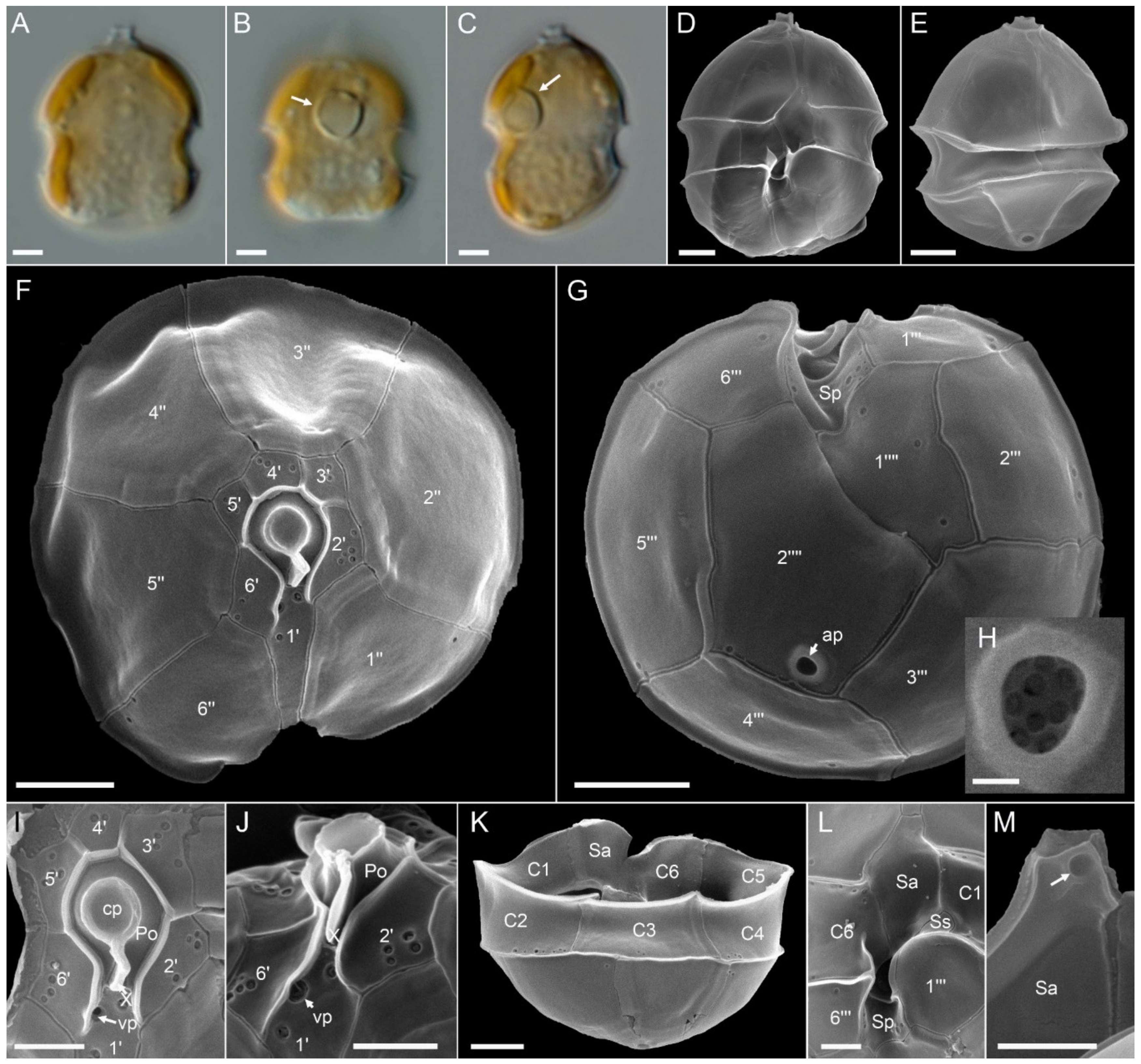 Microorganisms 09 00134 g008 Microorganisms 09 00134 g008