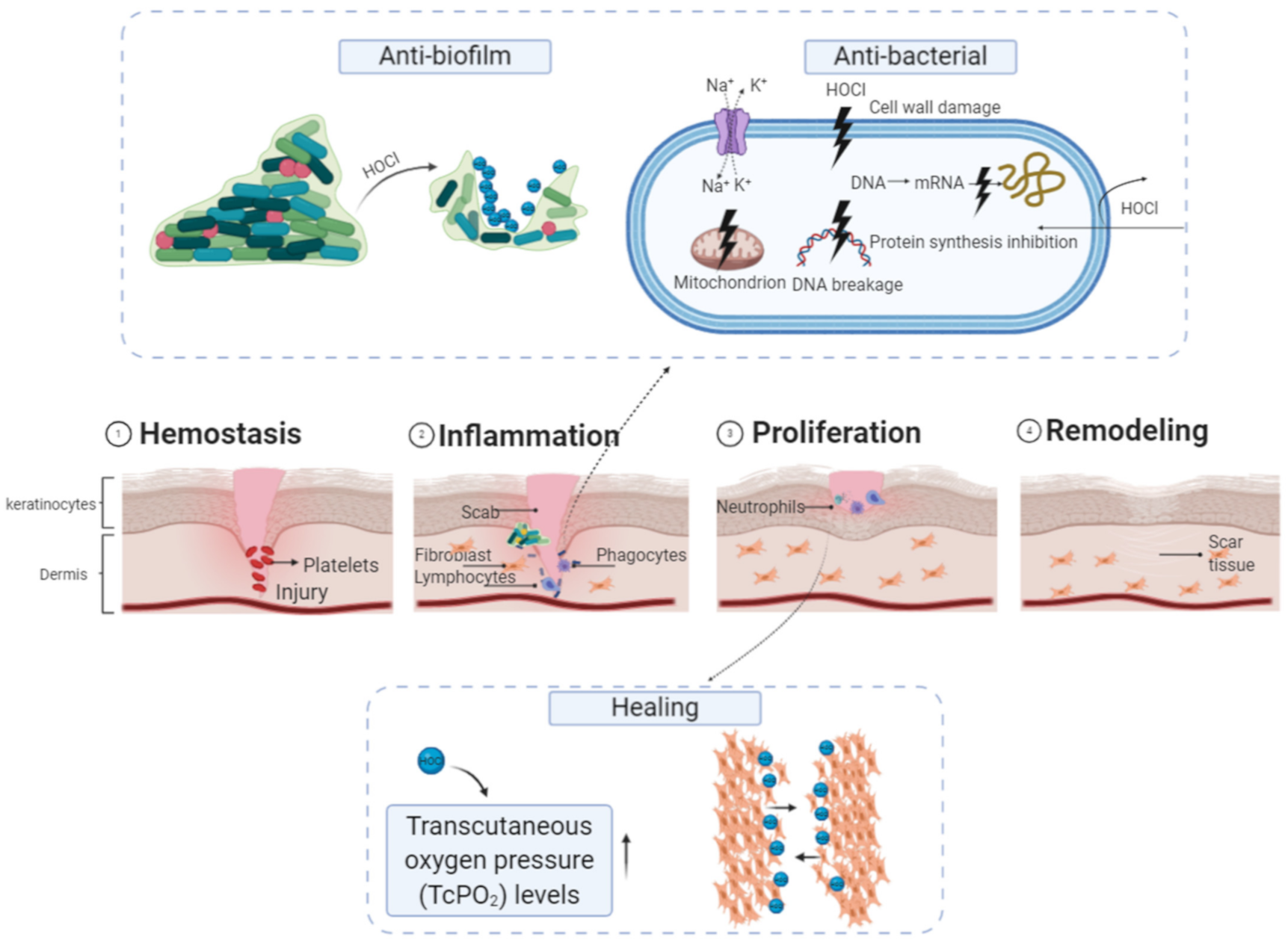 Microorganisms 09 00136 g005 Microorganisms 09 00136 g005