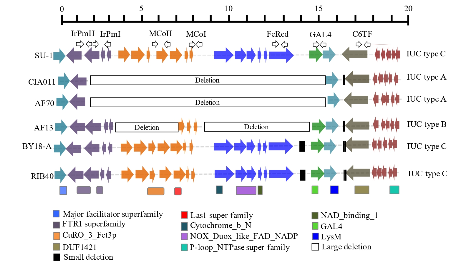 Microorganisms 09 00137 g001