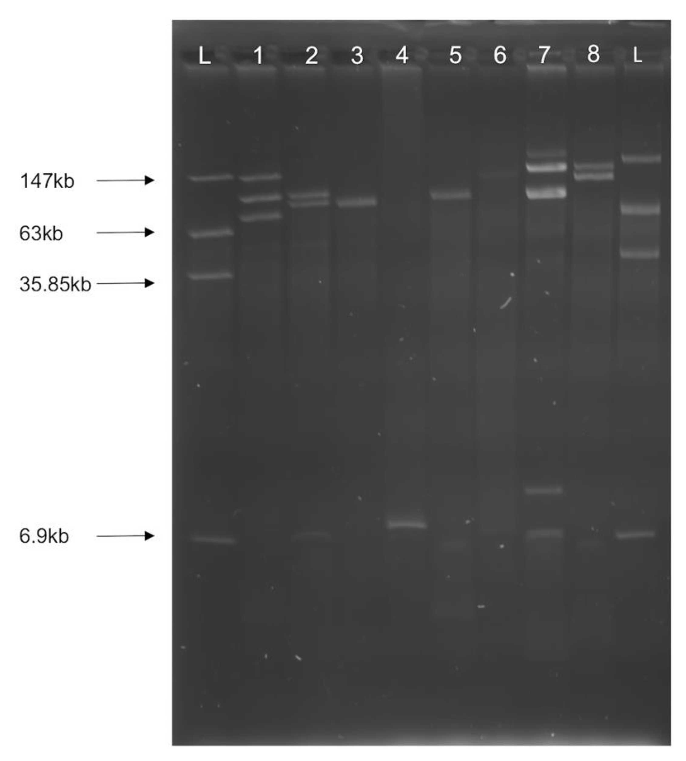 Microorganisms 09 00141 g006 Microorganisms 09 00141 g006