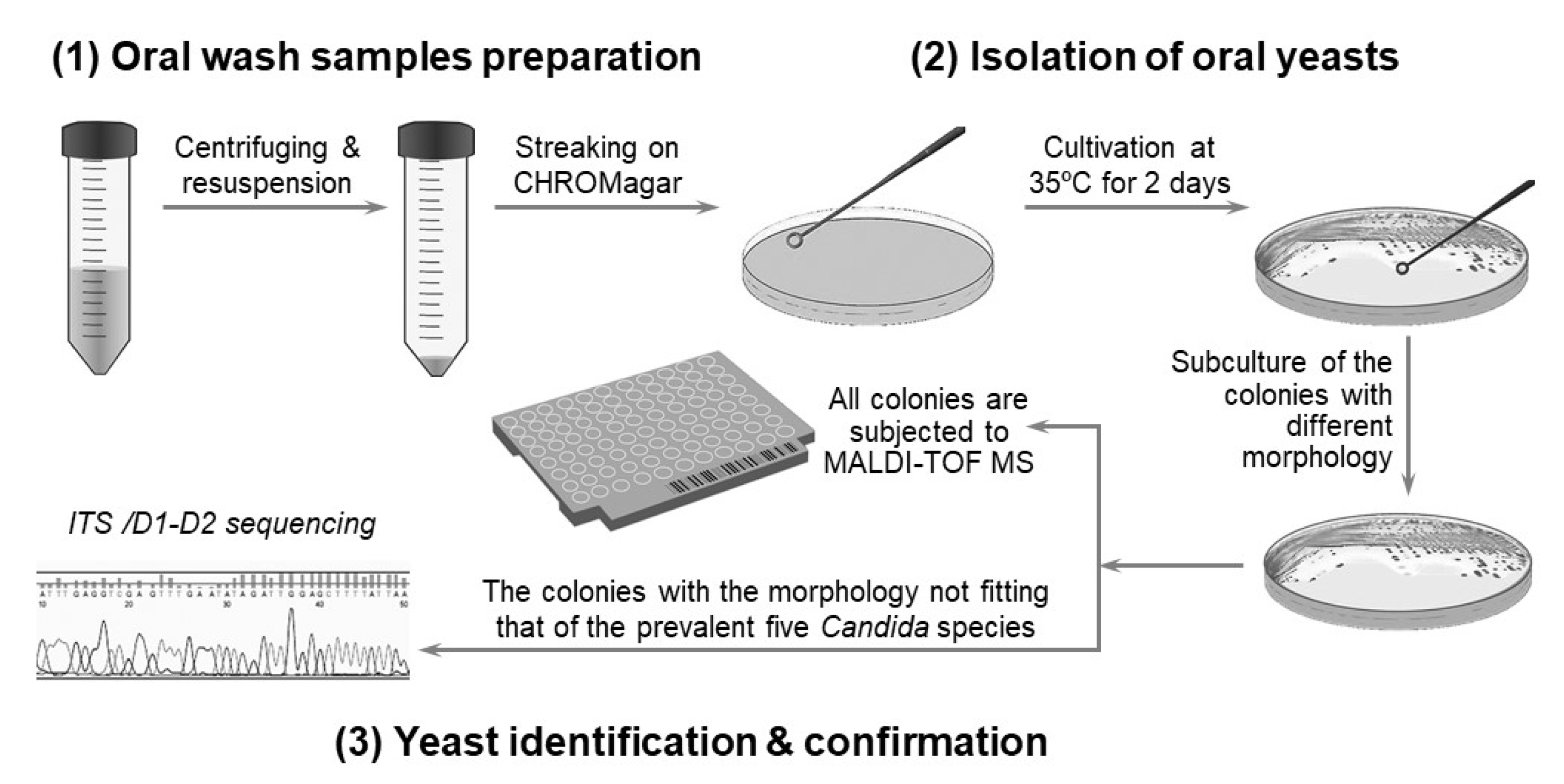 Free FullText The Use of MALDITOF Mass Spectrometry to Analyze Commensal