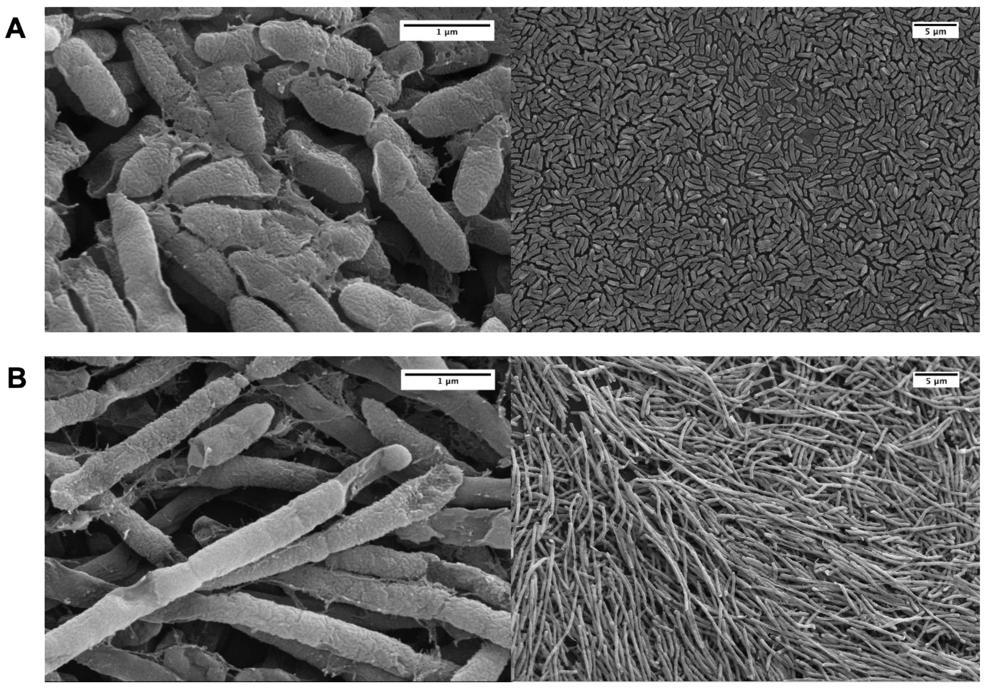 Microorganisms 09 00152 g004 Microorganisms 09 00152 g004