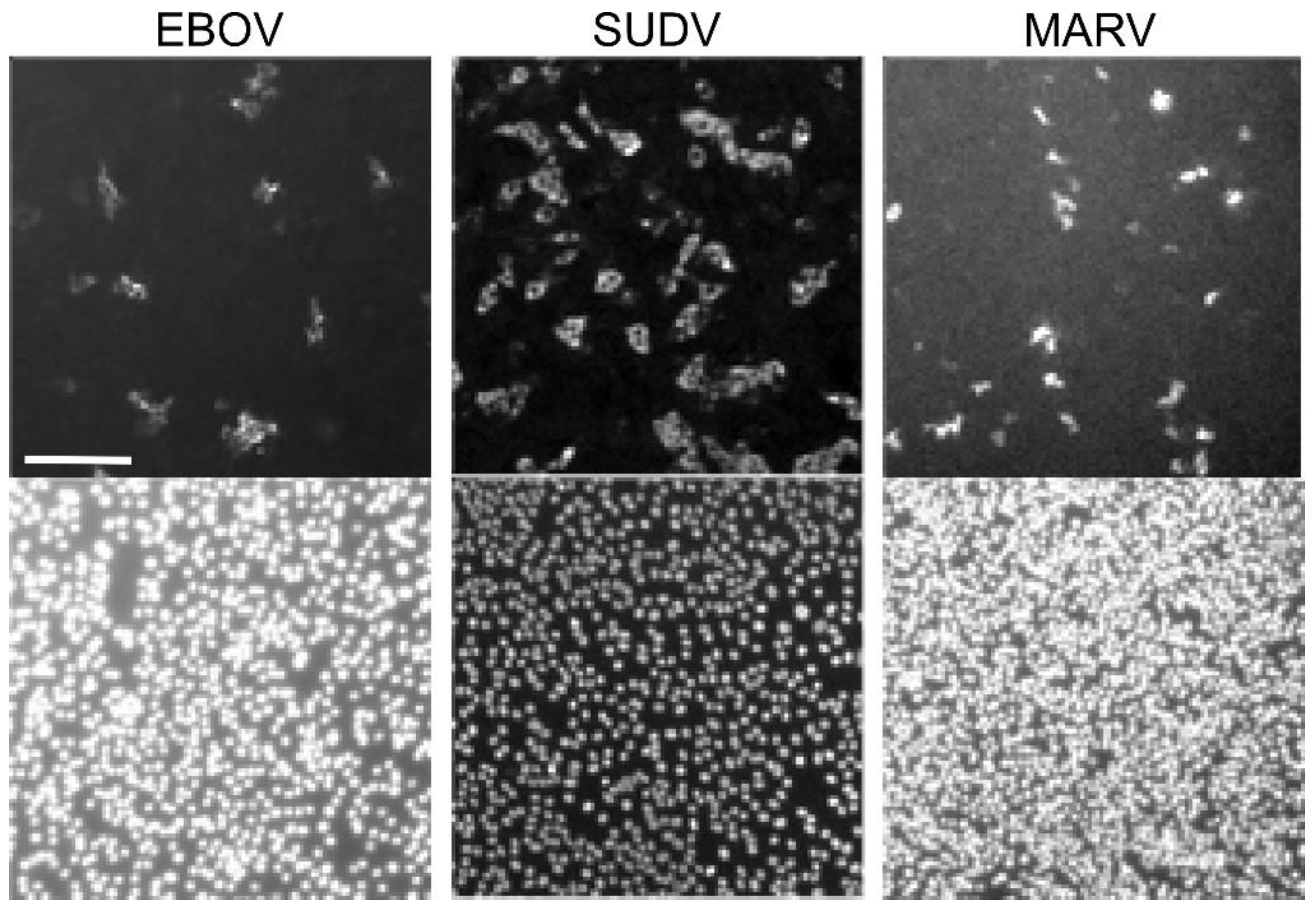 Microorganisms 09 00156 g005 Microorganisms 09 00156 g005