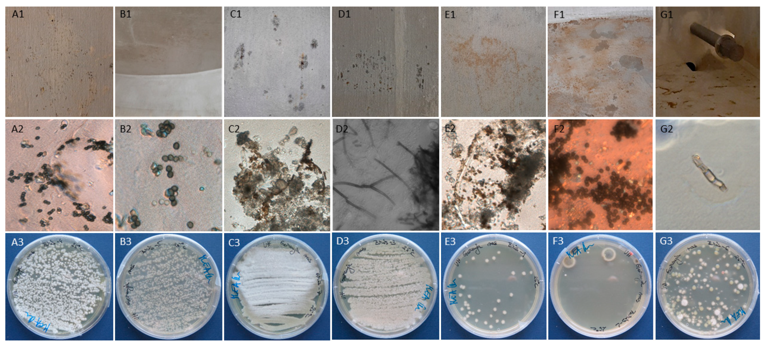Microorganisms 09 00160 g003